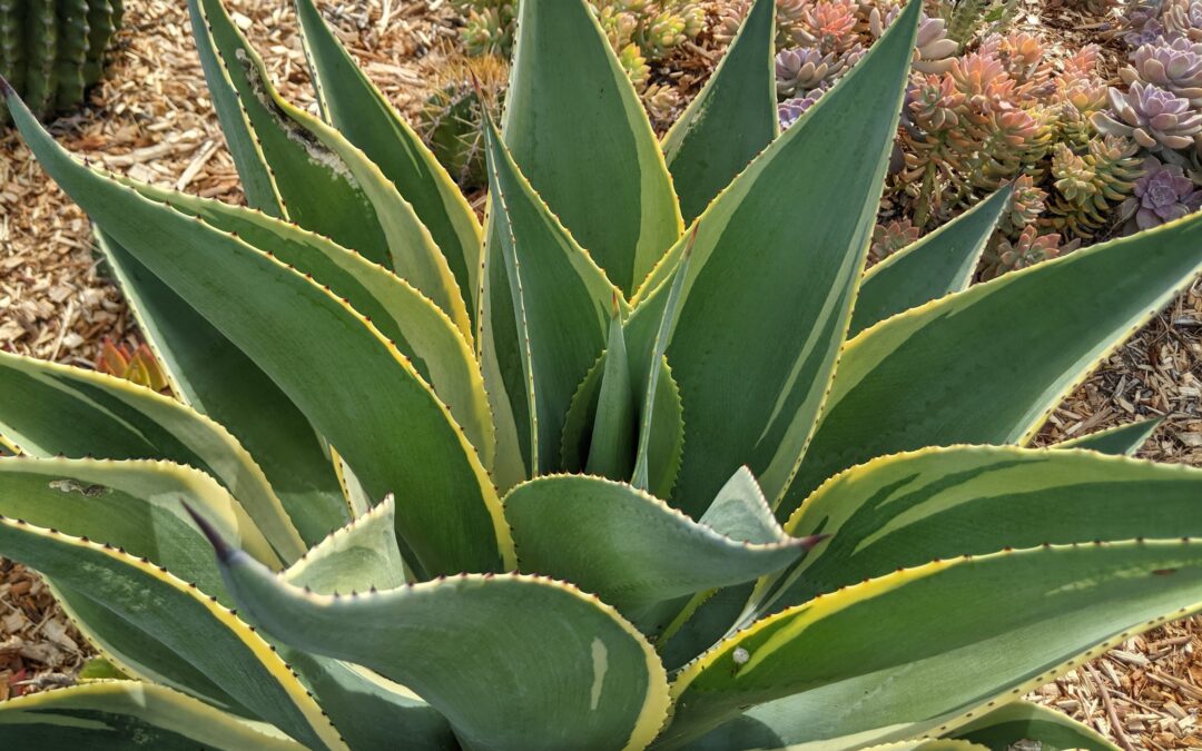 Care Diary: Agave celsii var multicolor