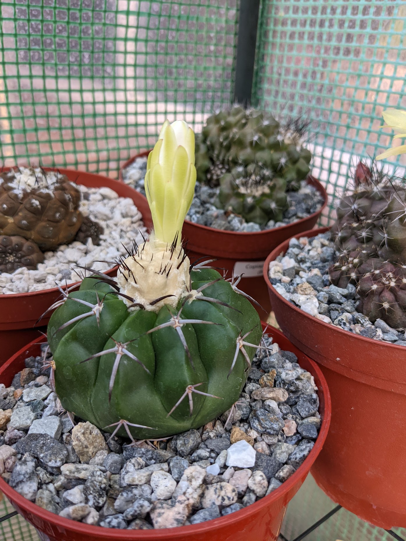 Discocactus bloom