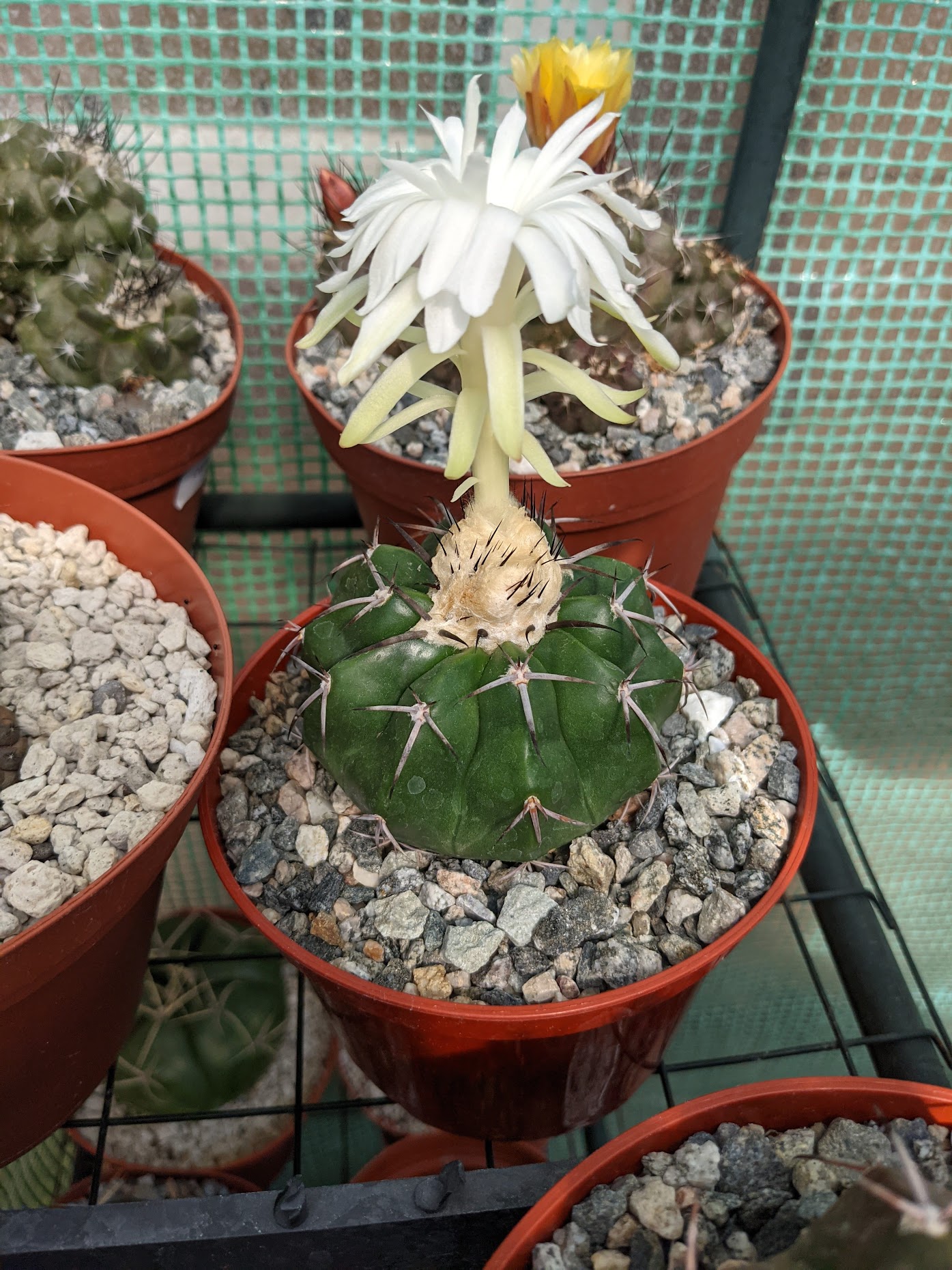 discocactus chrystillophilus bloom