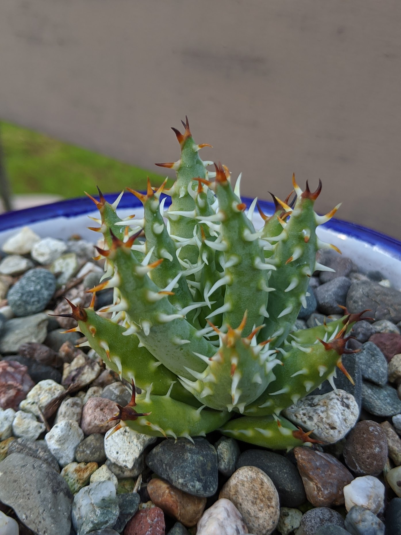 Aloe erinacea