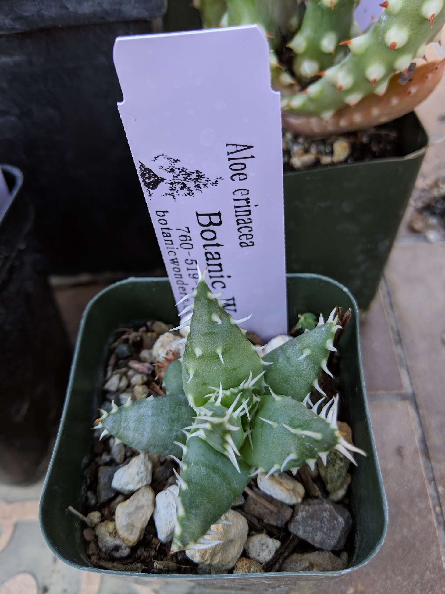 aloe erinacea