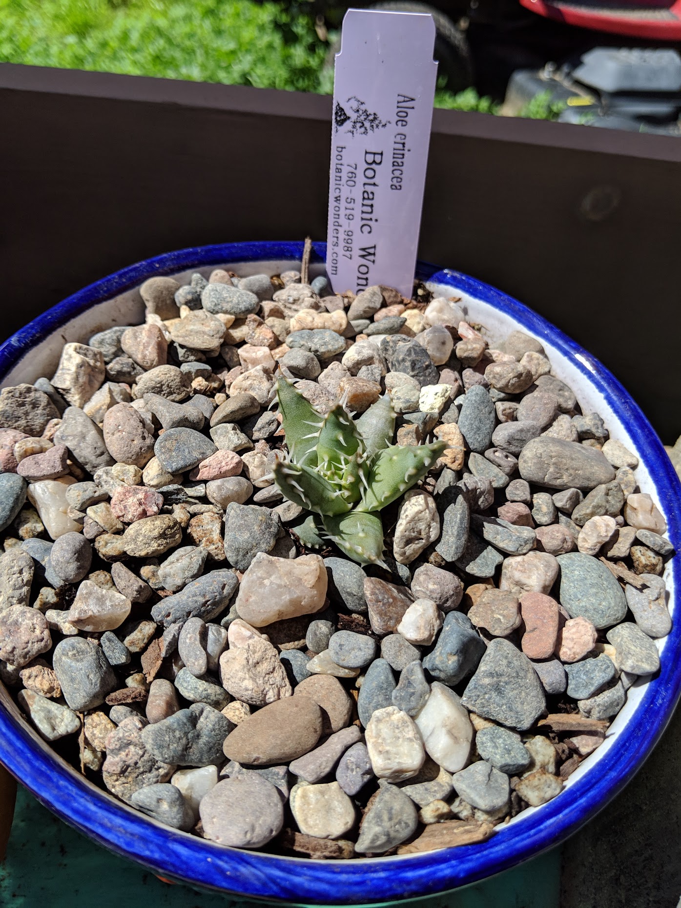 aloe erinacea seedling