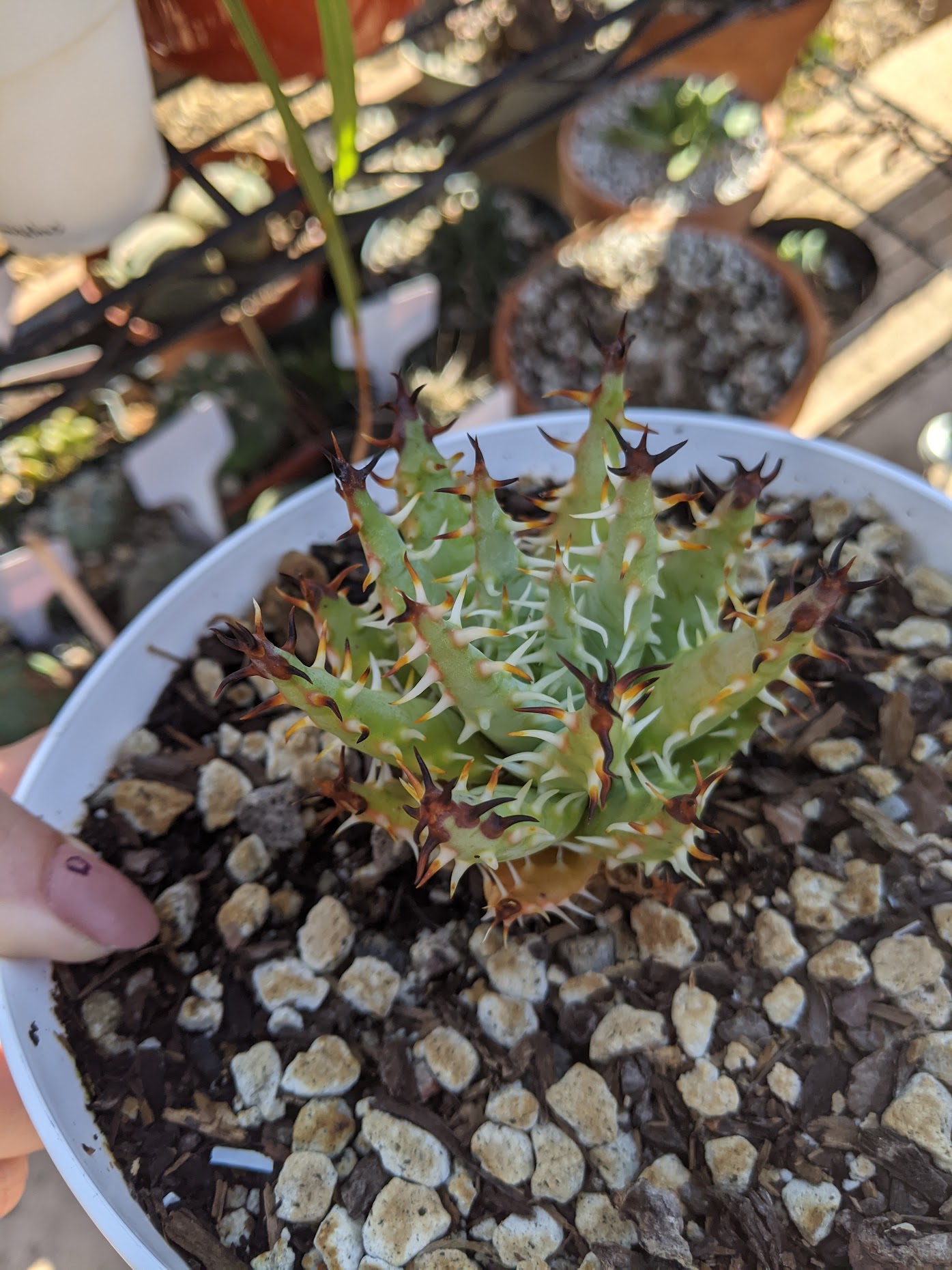 Aloe erinacea