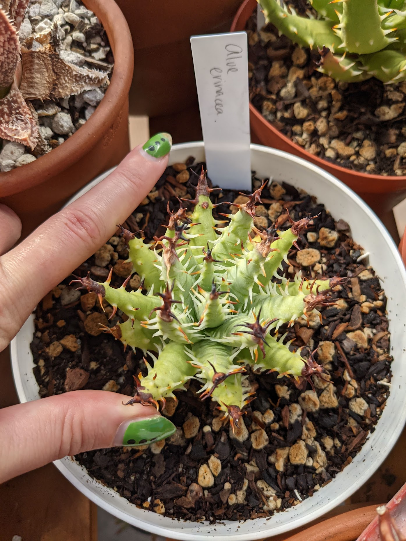 aloe erinacea