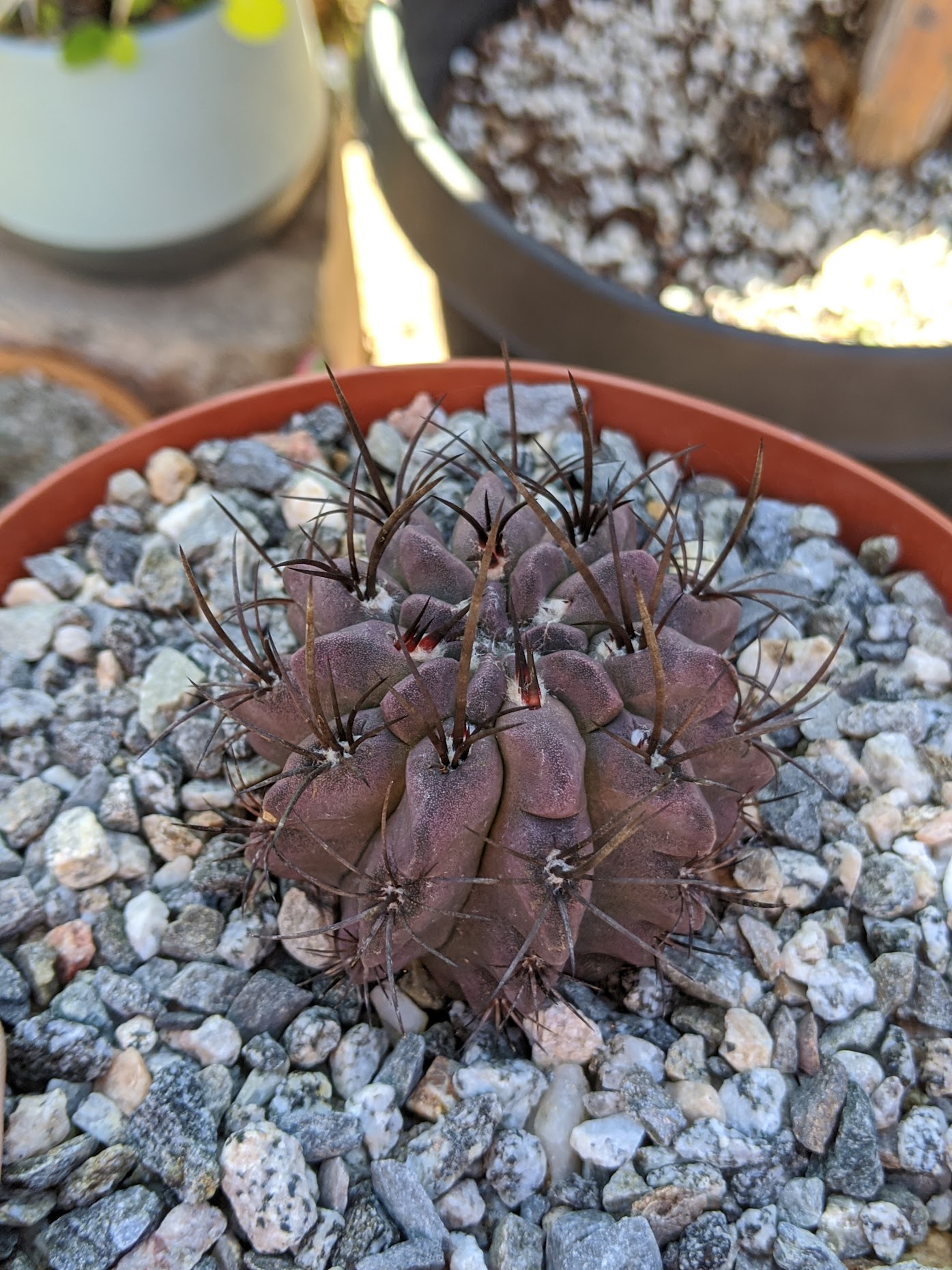 neochilenia jussieui