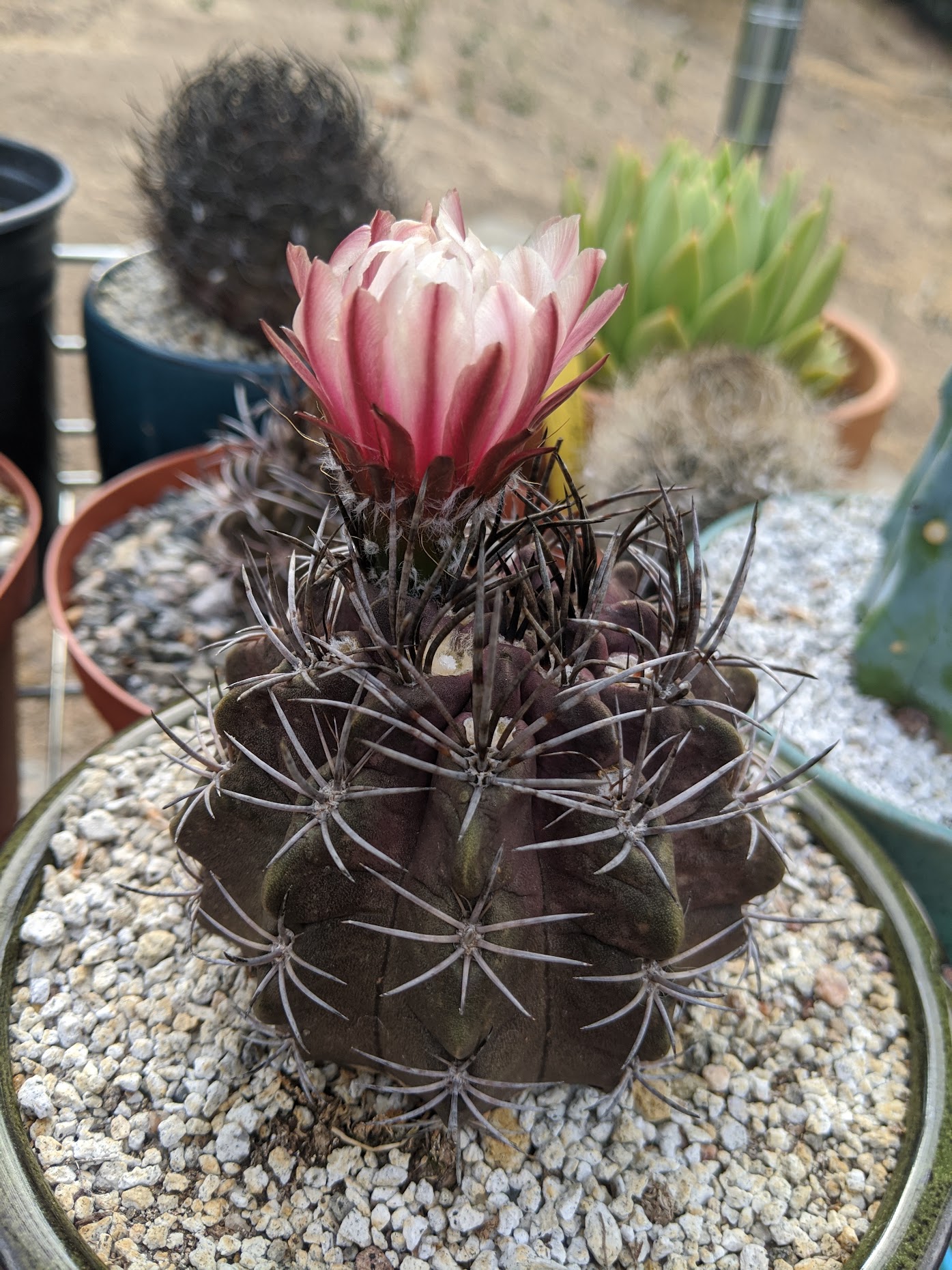 neochilenia jussieui bloom