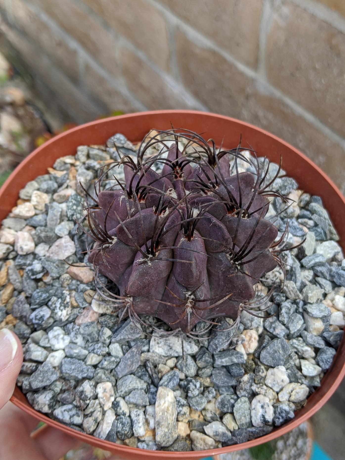 neoporteria jussieui