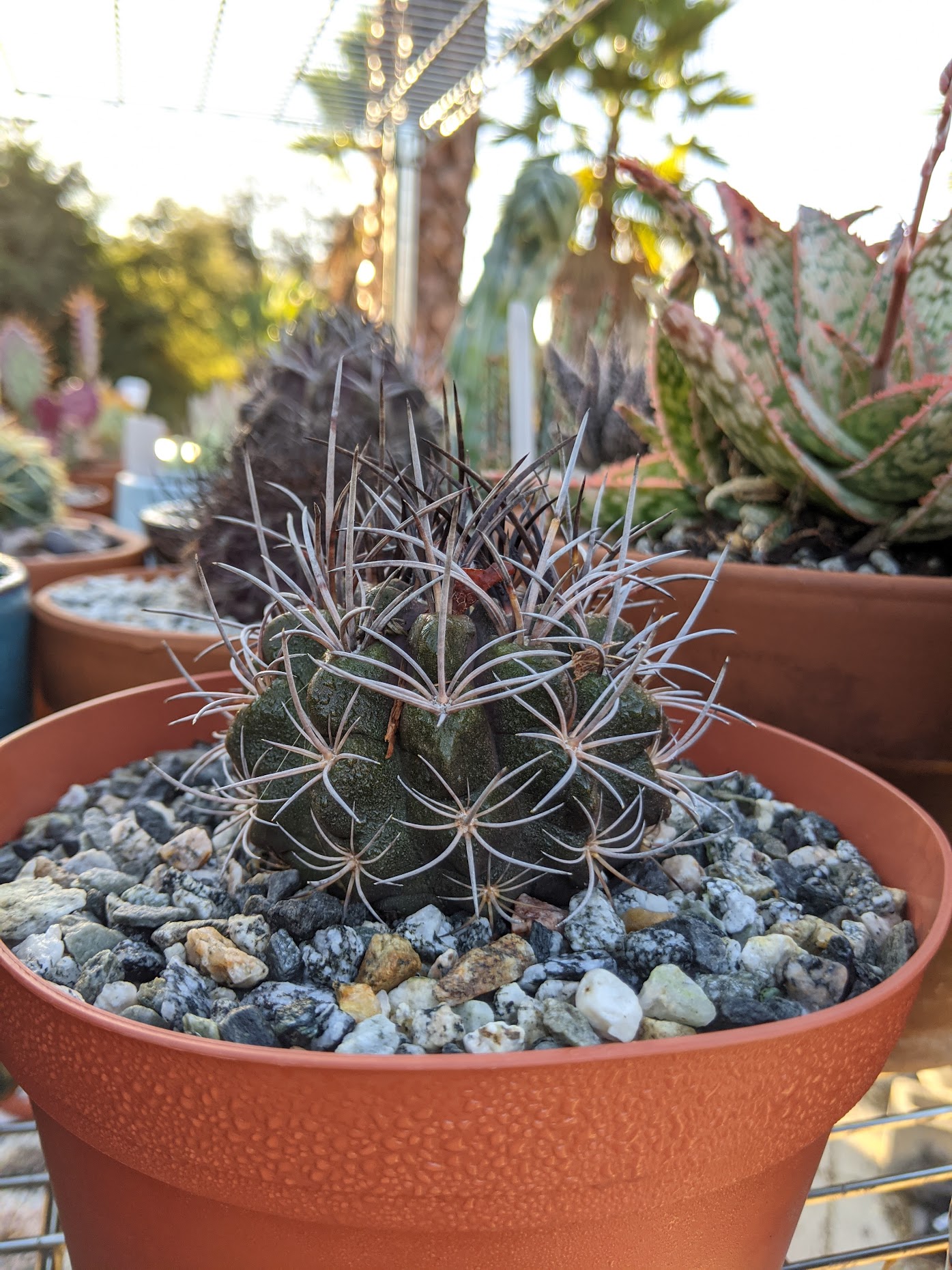 neochilenia jussieui