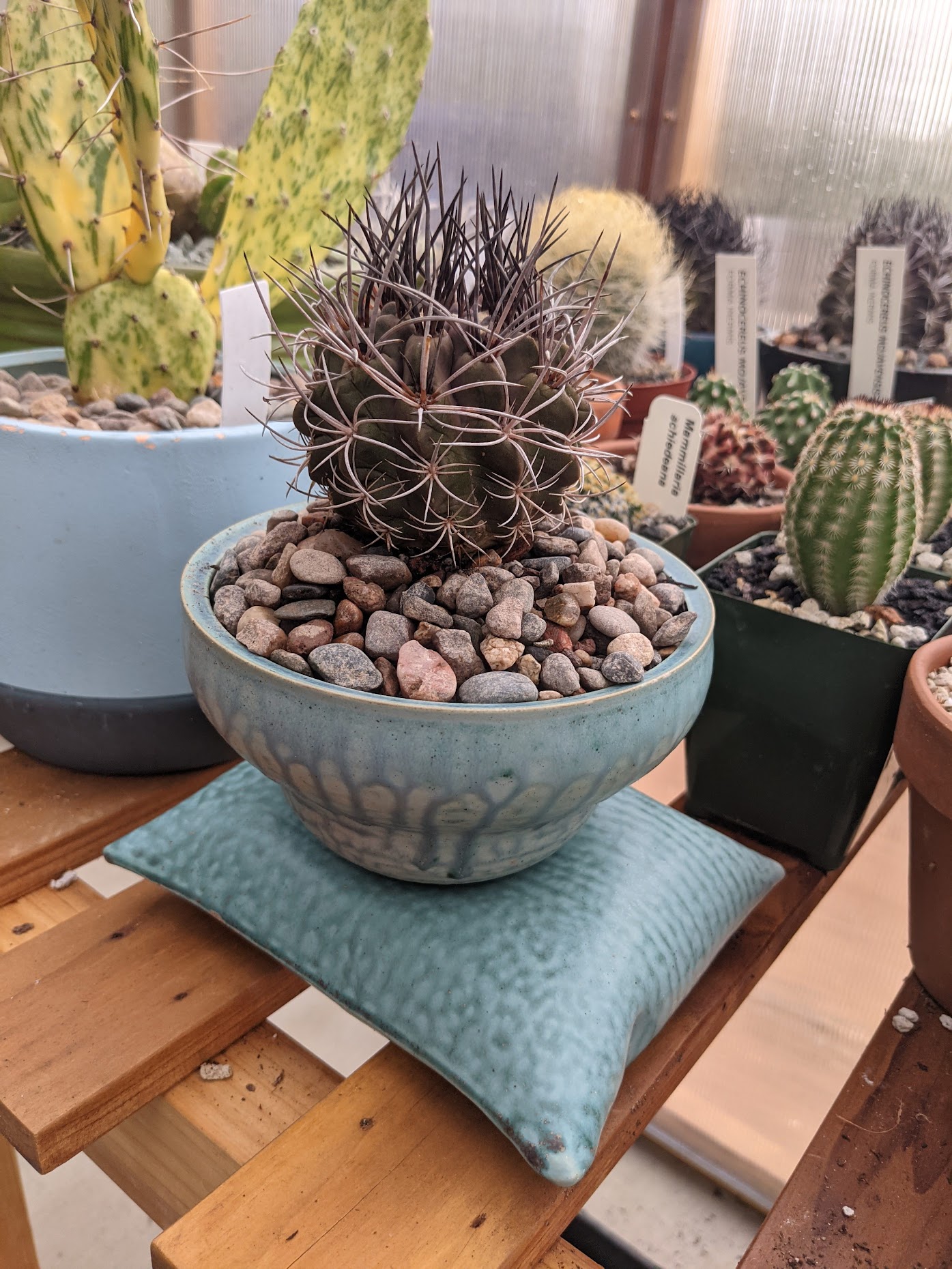 neochilenia jussieui