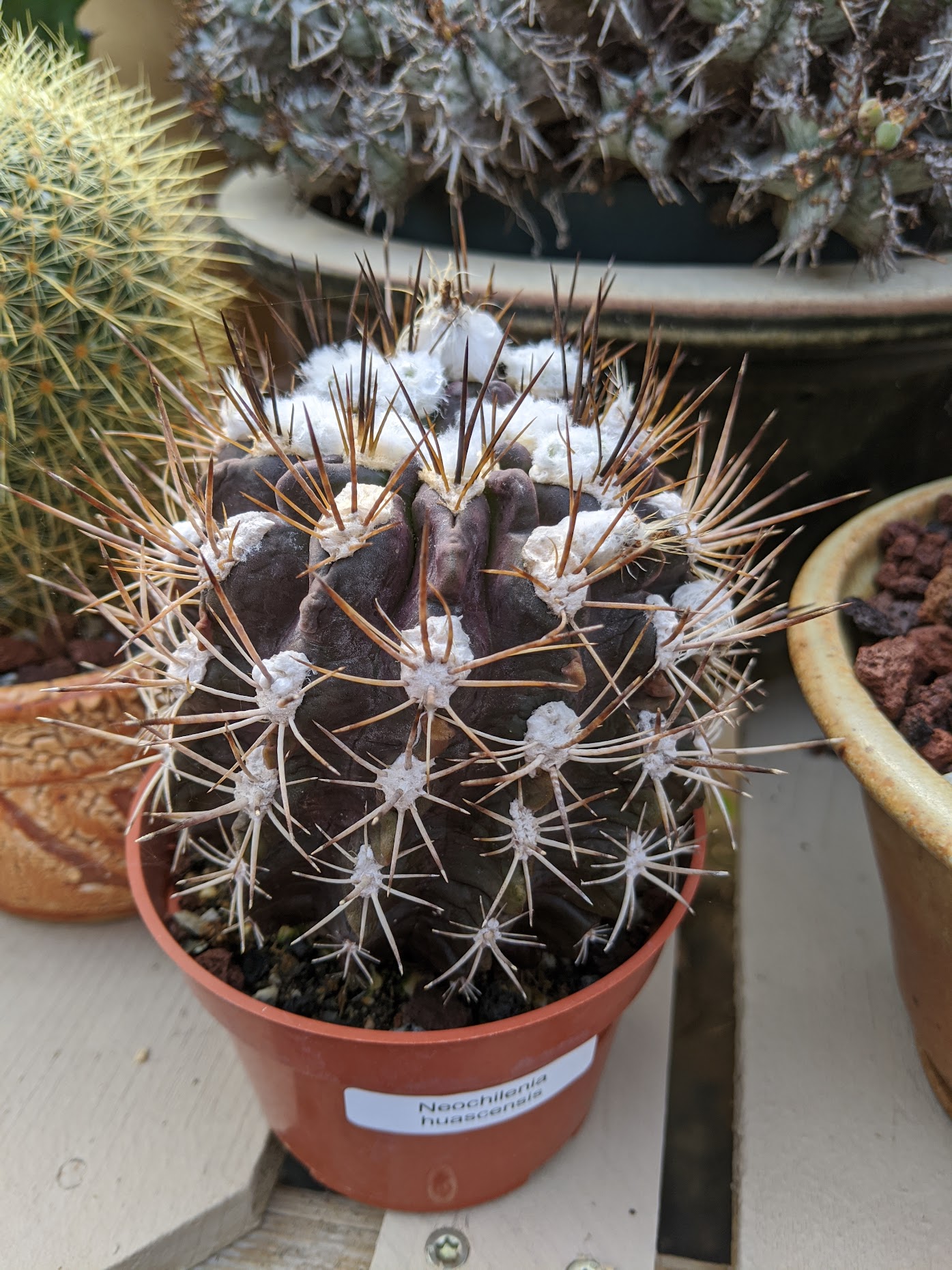 neochilenea huascensis