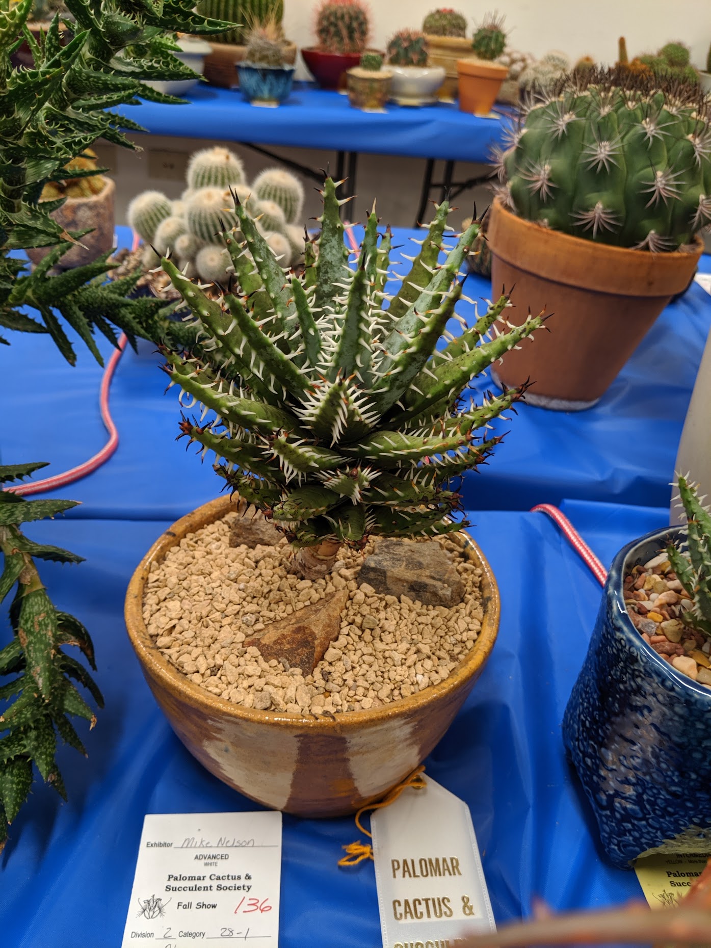 Aloe erinacea