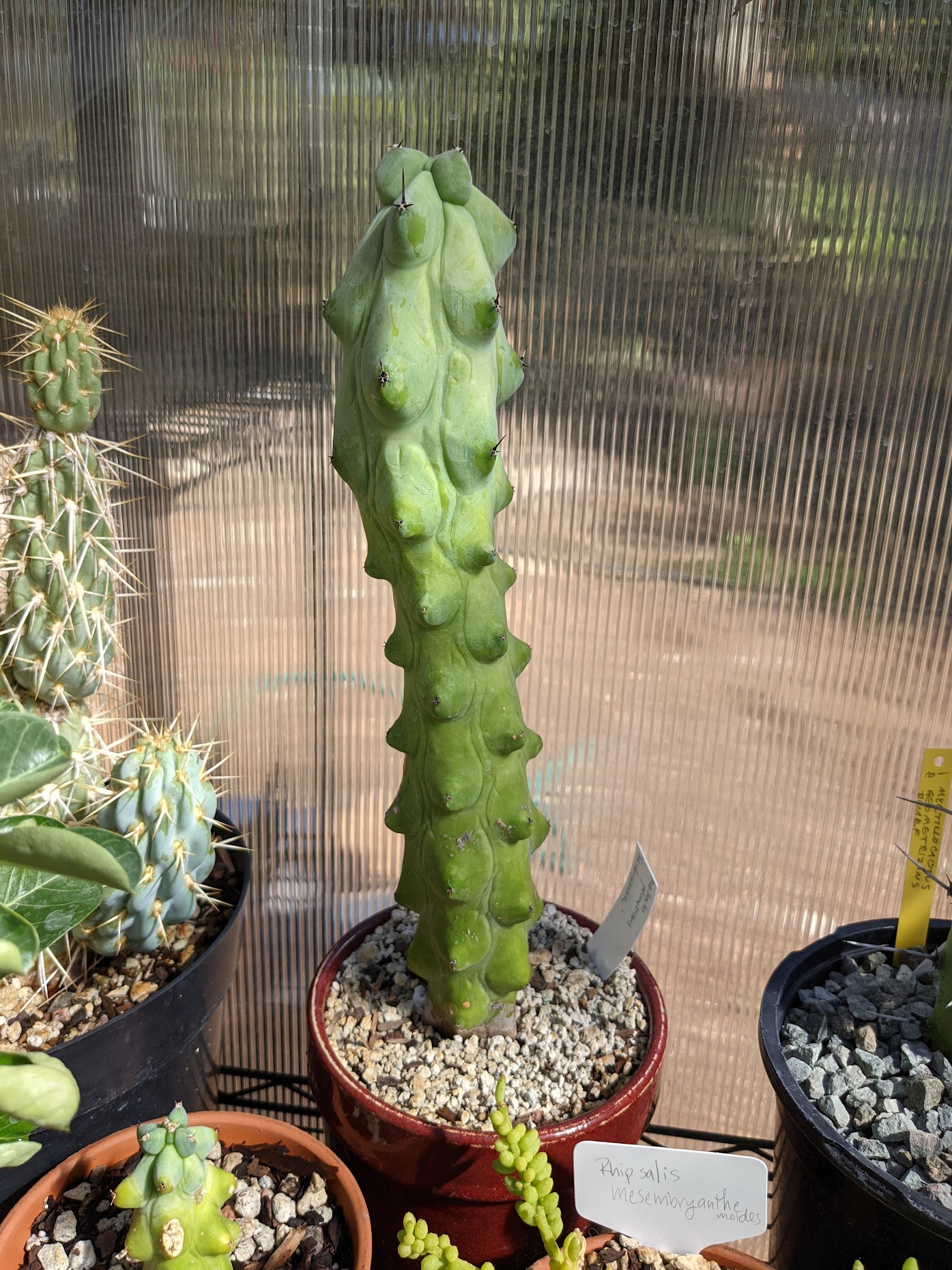 booby cactus 1021 Myrtillocactus geometrizans cv. Fukurokuryuzinboku