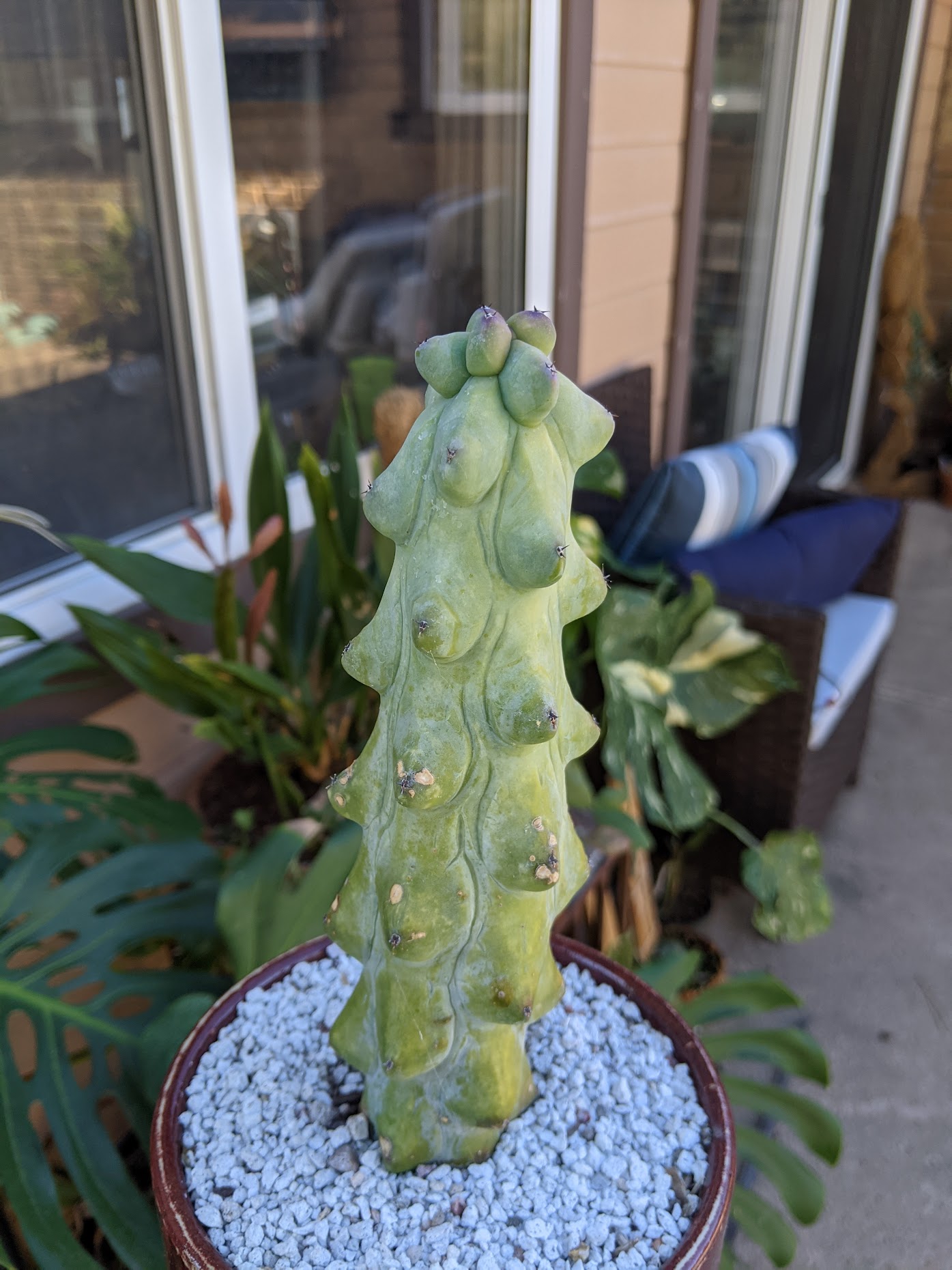 booby cactus 1220 Myrtillocactus geometrizans cv. Fukurokuryuzinboku