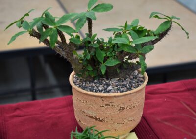 Euphorbia millii - crested