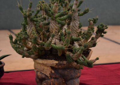 Euphorbia hybrid