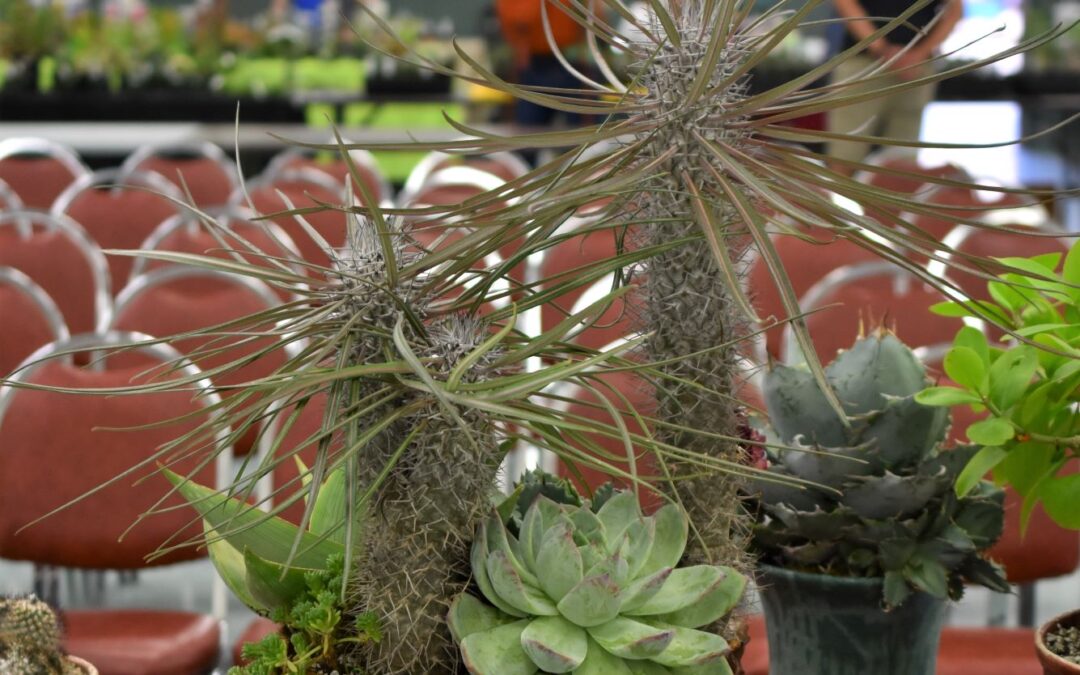 Attending the November 2021 San Diego Cactus and Succulent Society Meeting