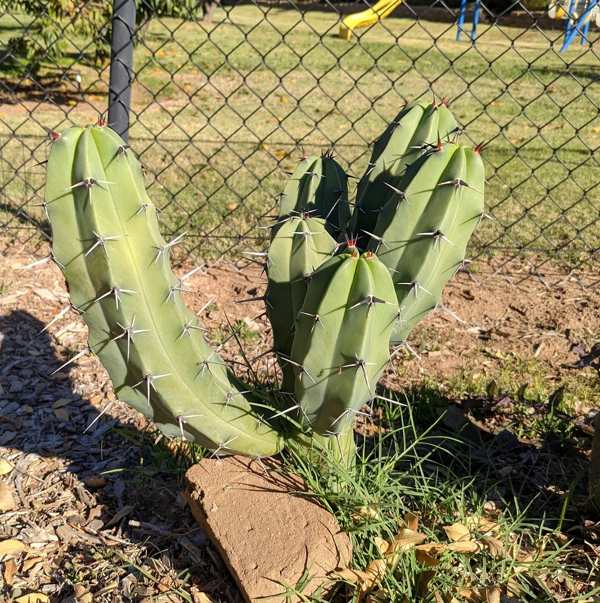myrtillo 2021 cropped myrtillocactus geometrizans