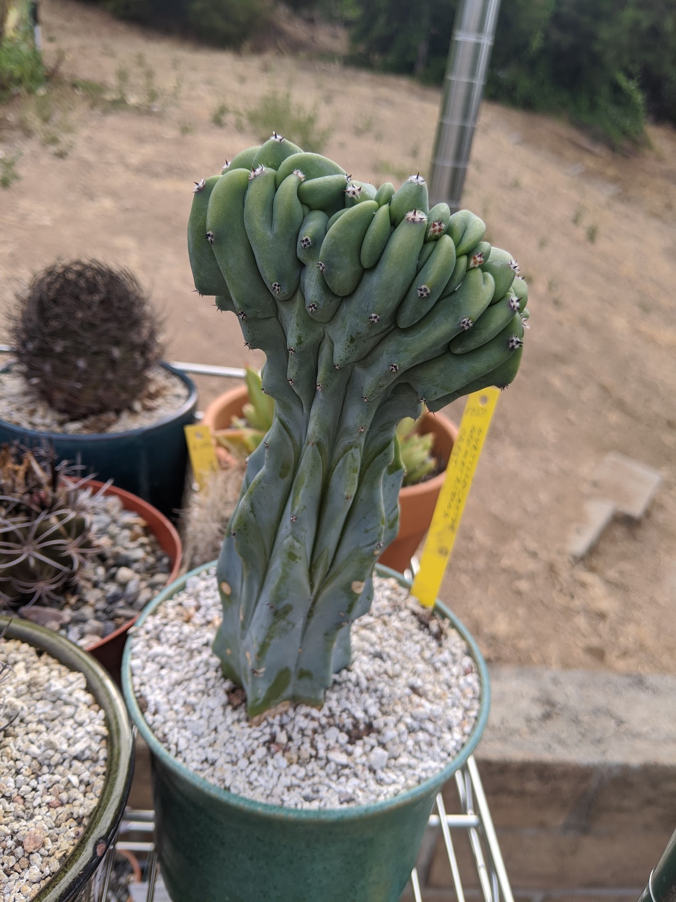 myrtillo crest july 2020 myrtillocactus geometrizans cristata