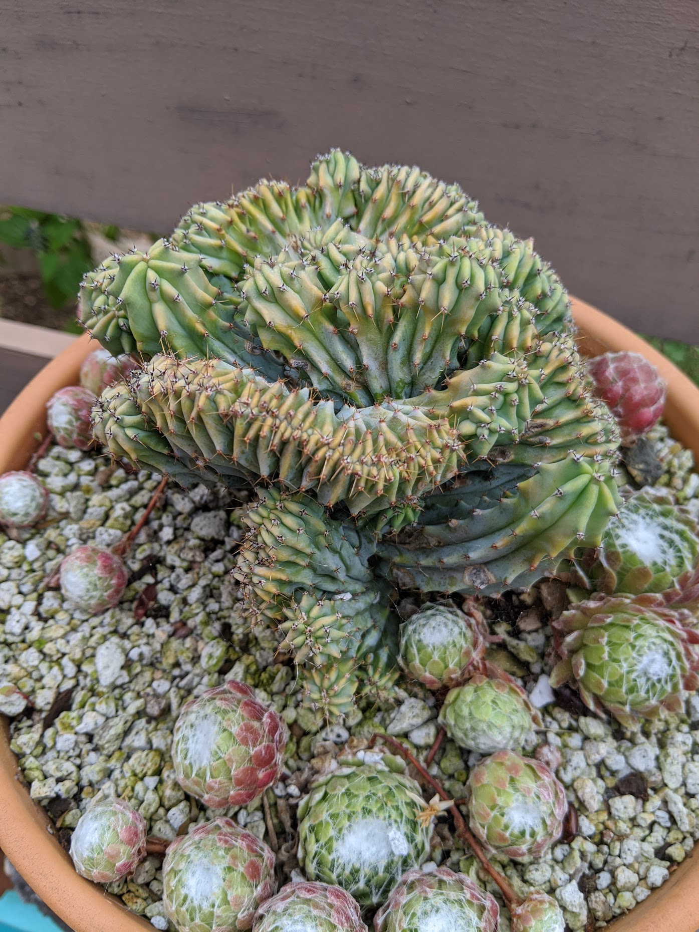 myrtillo crest type 2 june 2020 myrtillocactus geometrizans monstrose