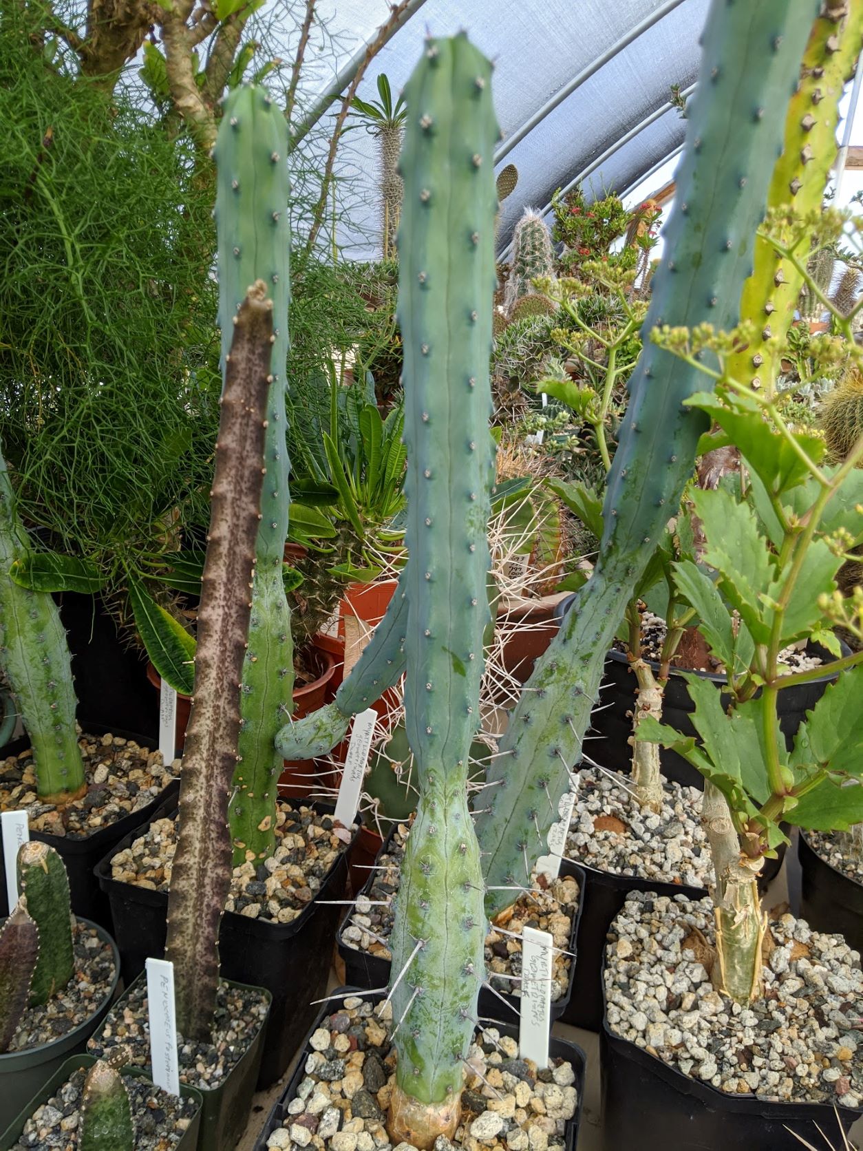myrtillo dwarf greenhouse sized myrtillocactus geometrizans dwarf