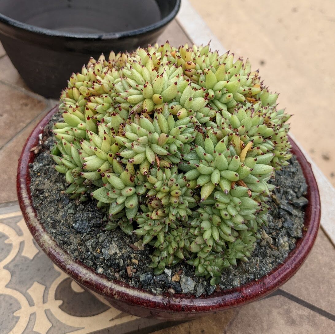 crested echeveria agavoides