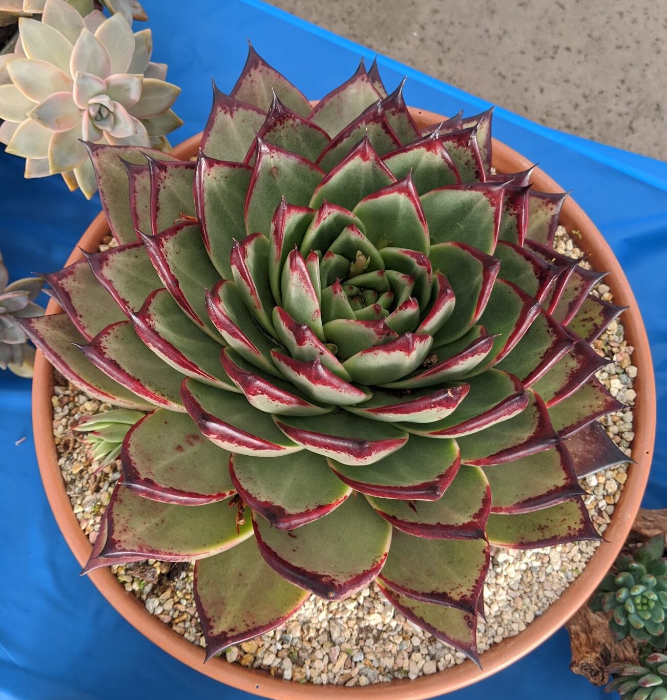 Echeveria agavoides Ebony 