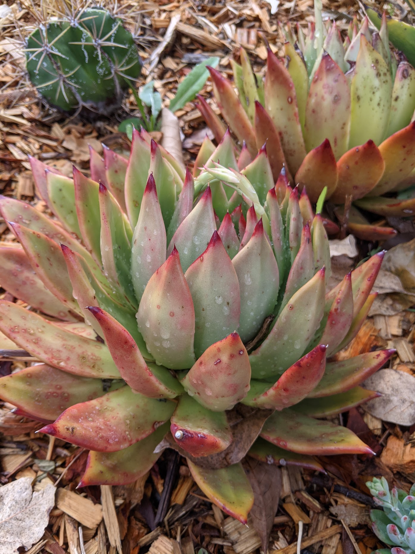 Echeveria agavoides Frank Reneilt