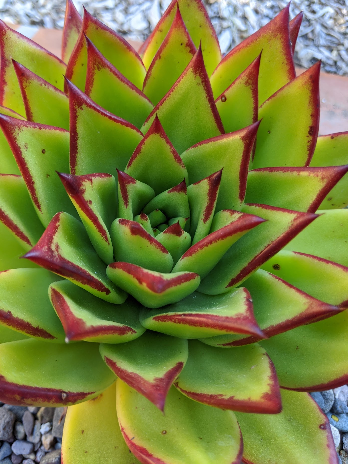 echeveria agavoides Lipstick