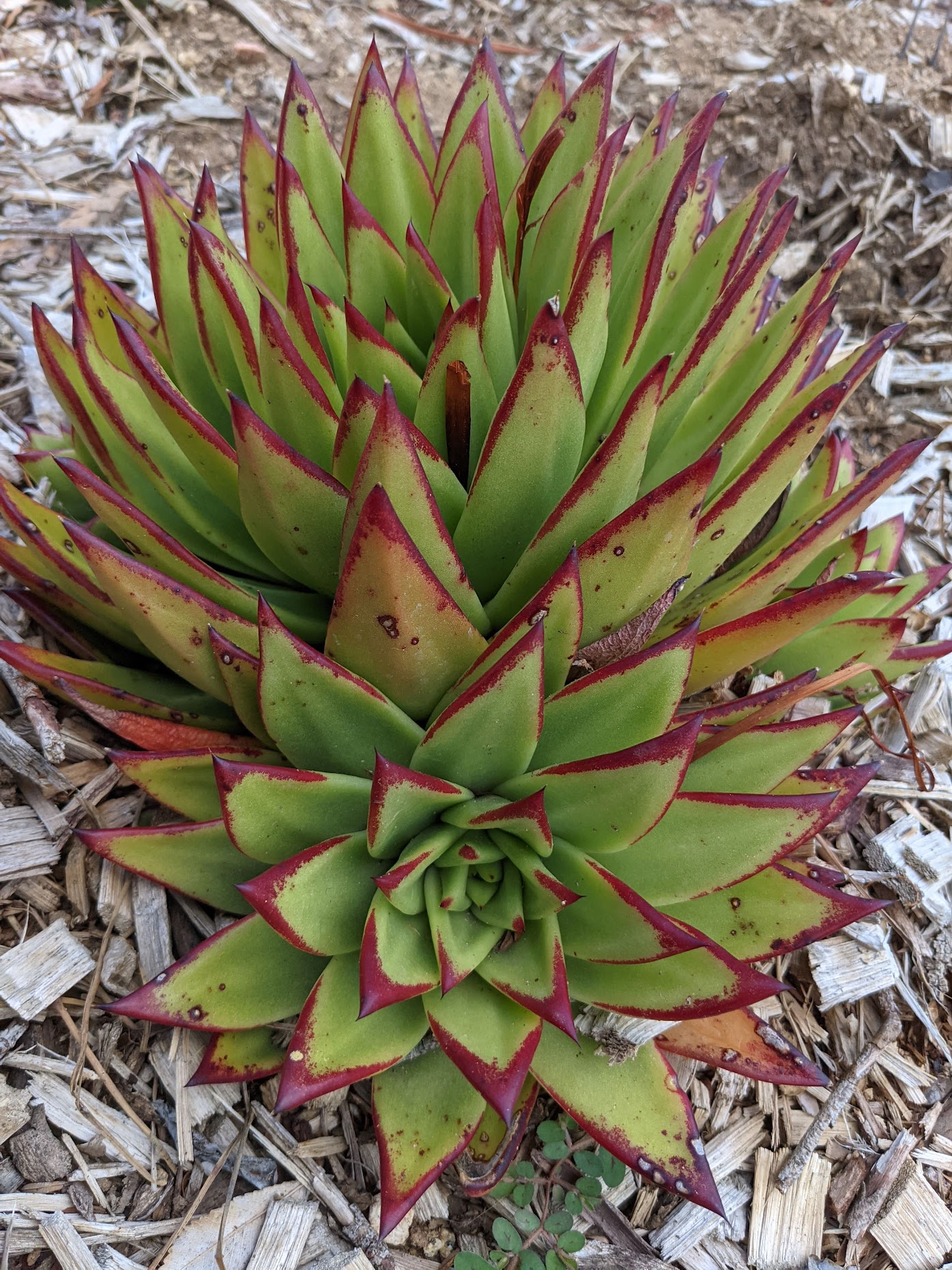 Echeveria agavoides lipstick