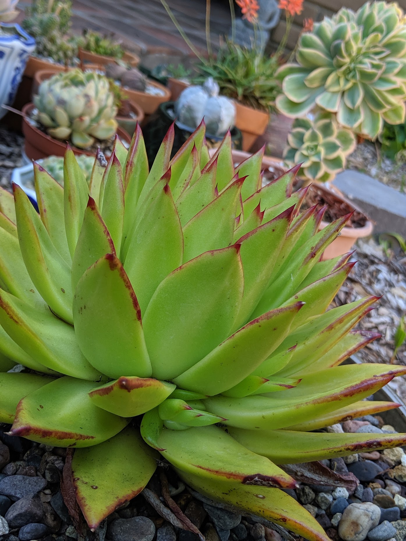Echeveria agavoides Lipstick
