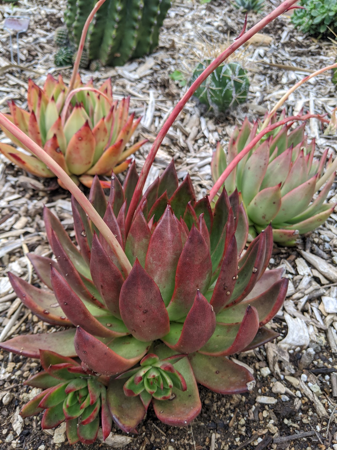 echeveria loves fire and frank reneilt