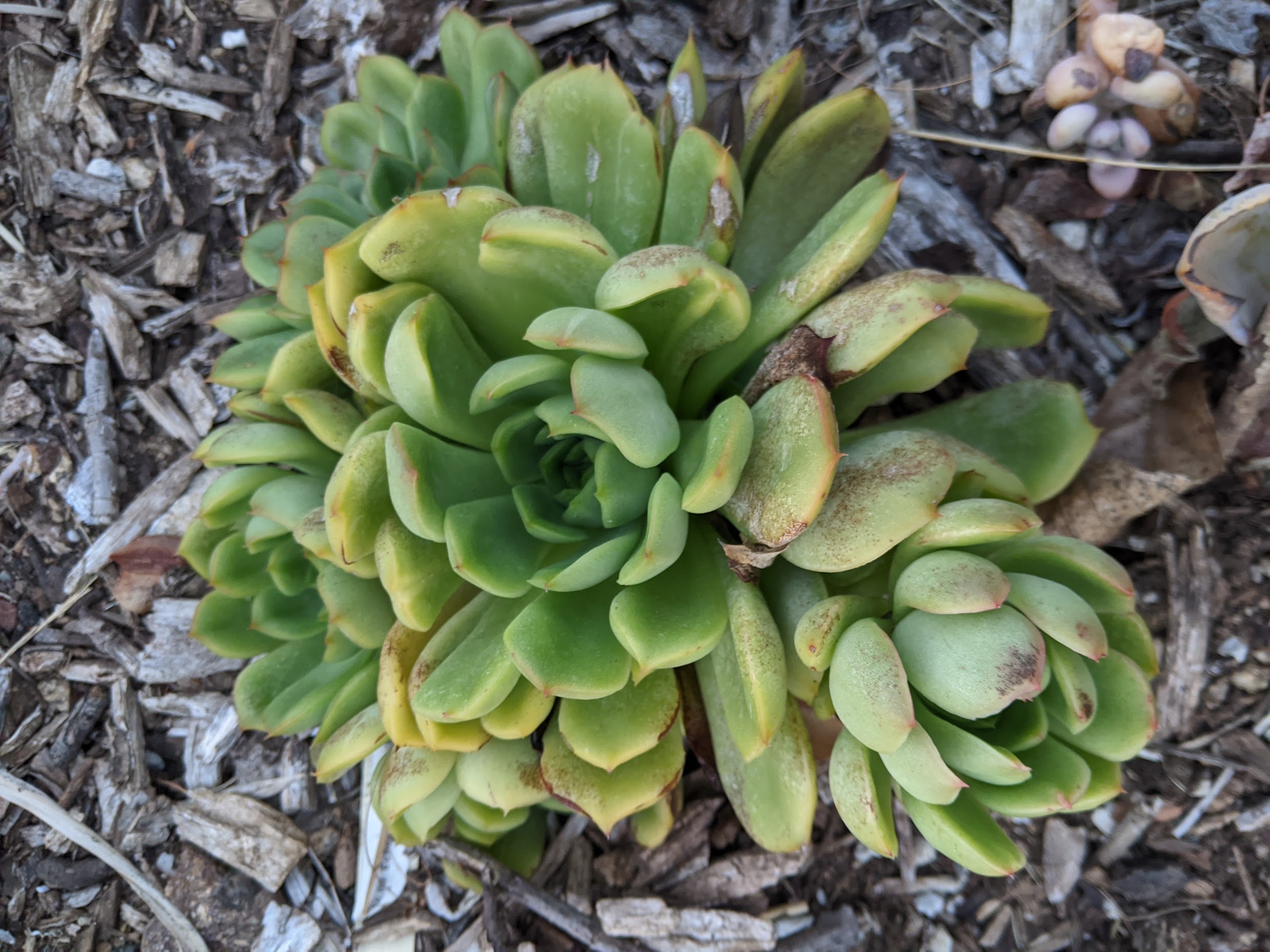 echeveria agavoides maria