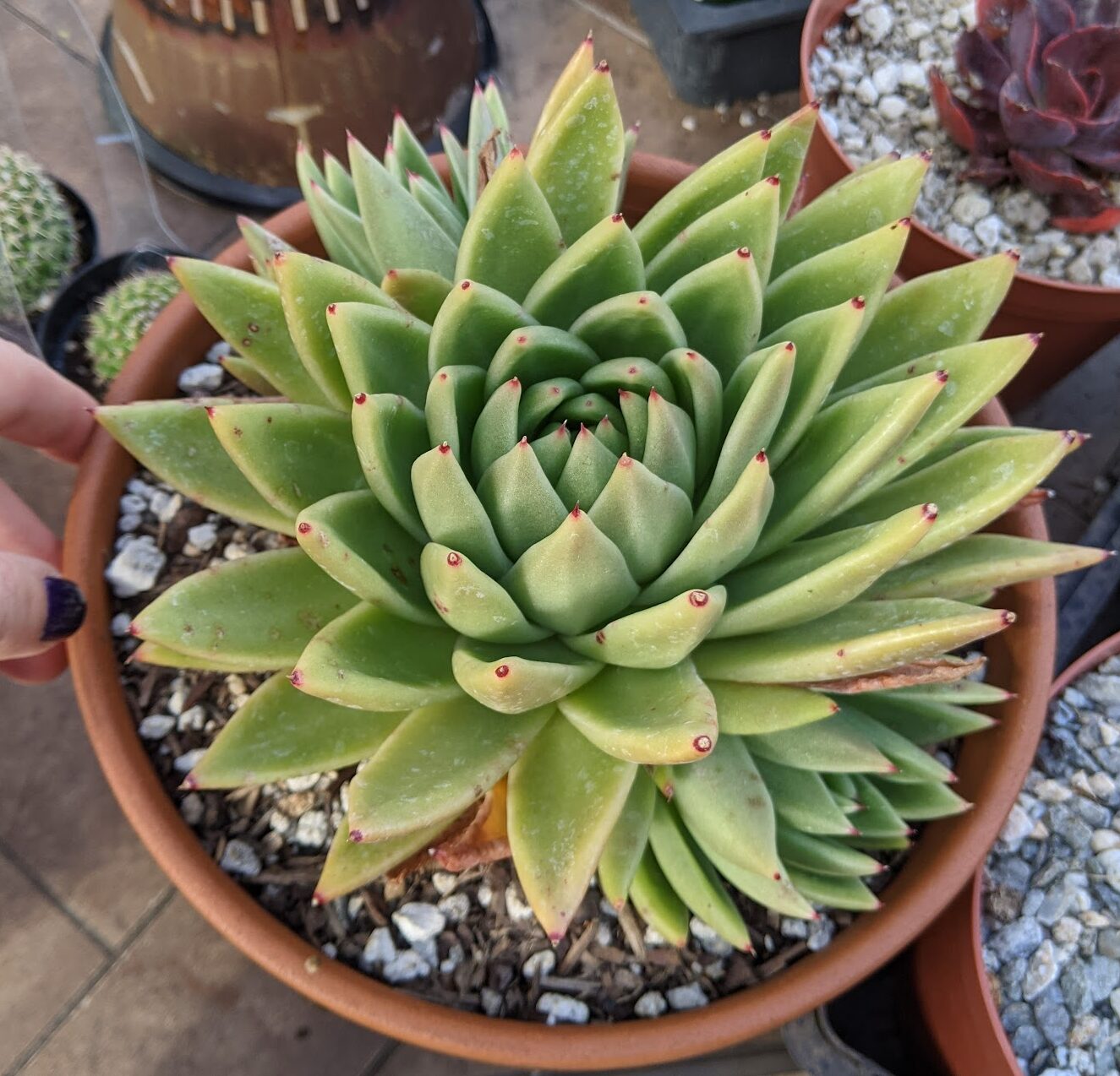 echeveria agavoides miranda