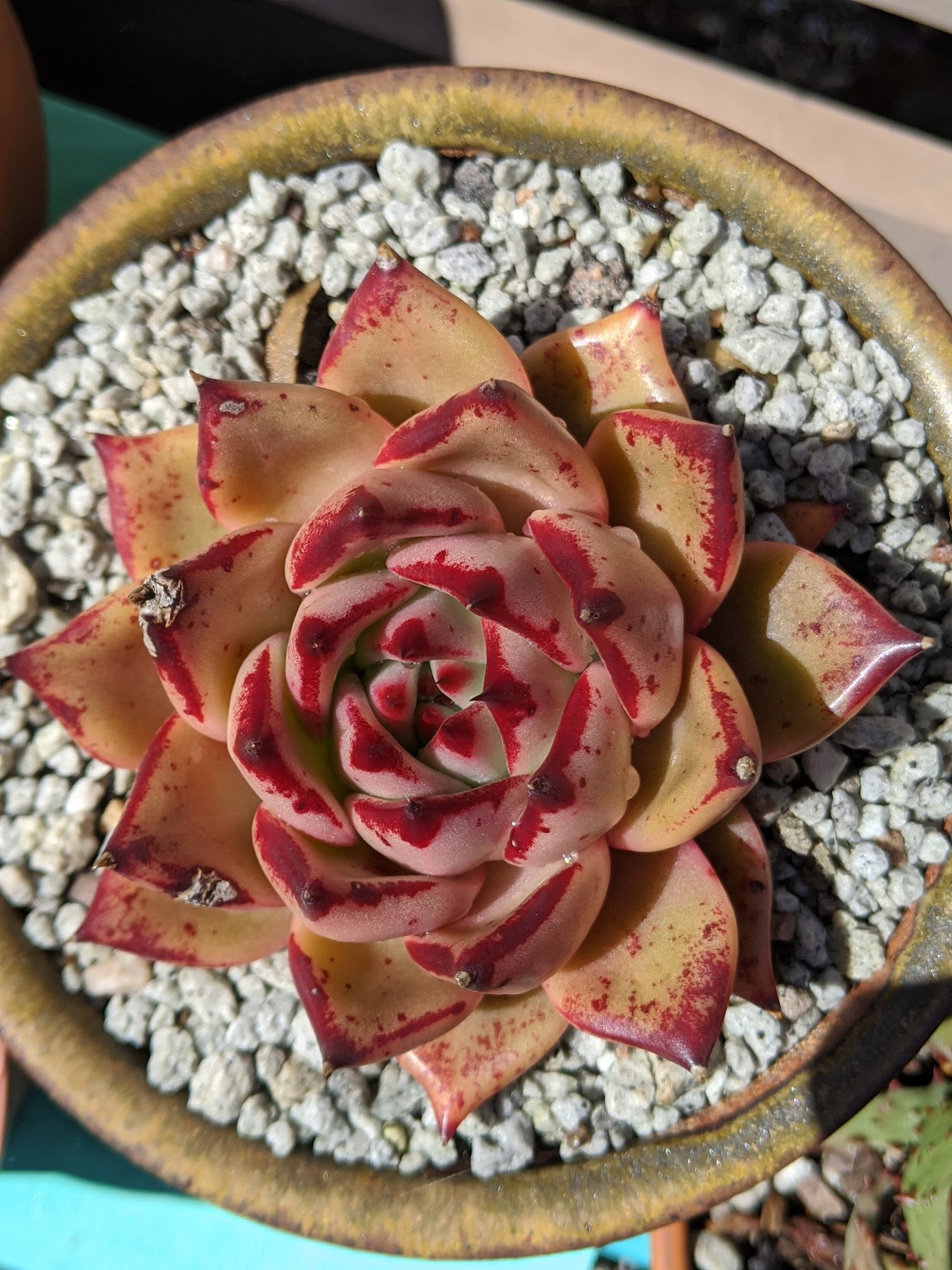 Echeveria agavoides Romeo