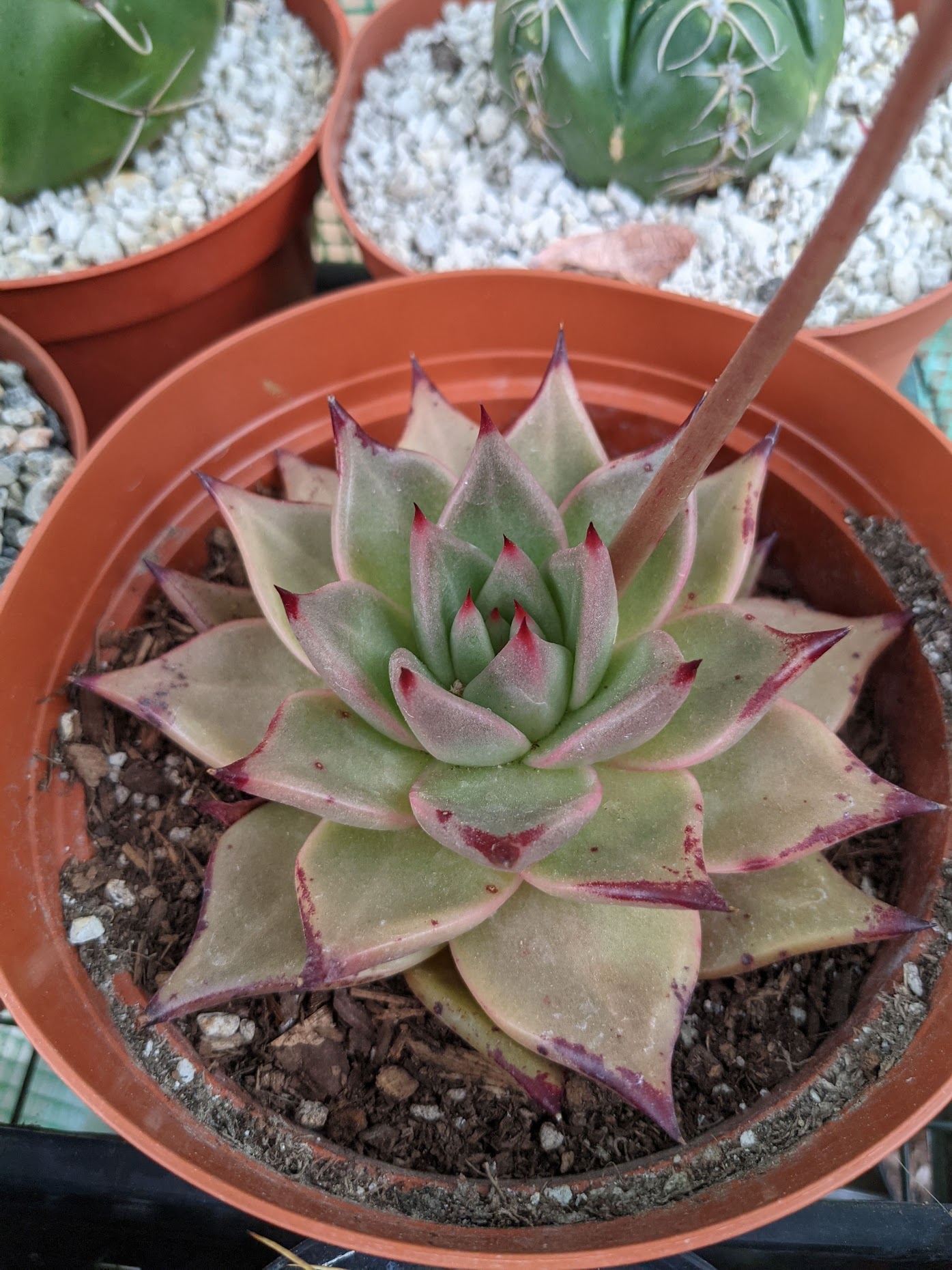 echeveria romeo rubin