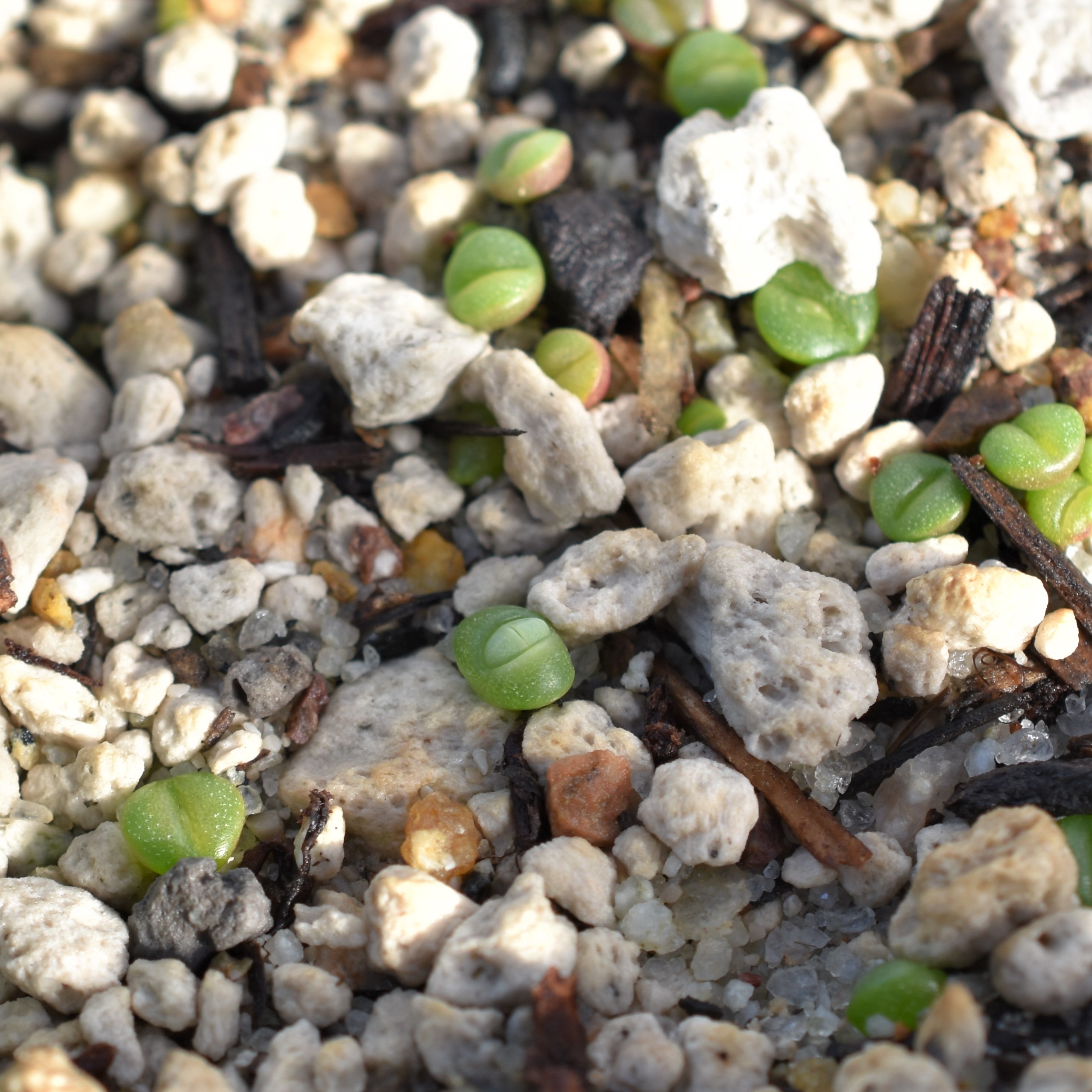 argyroderma seedlings