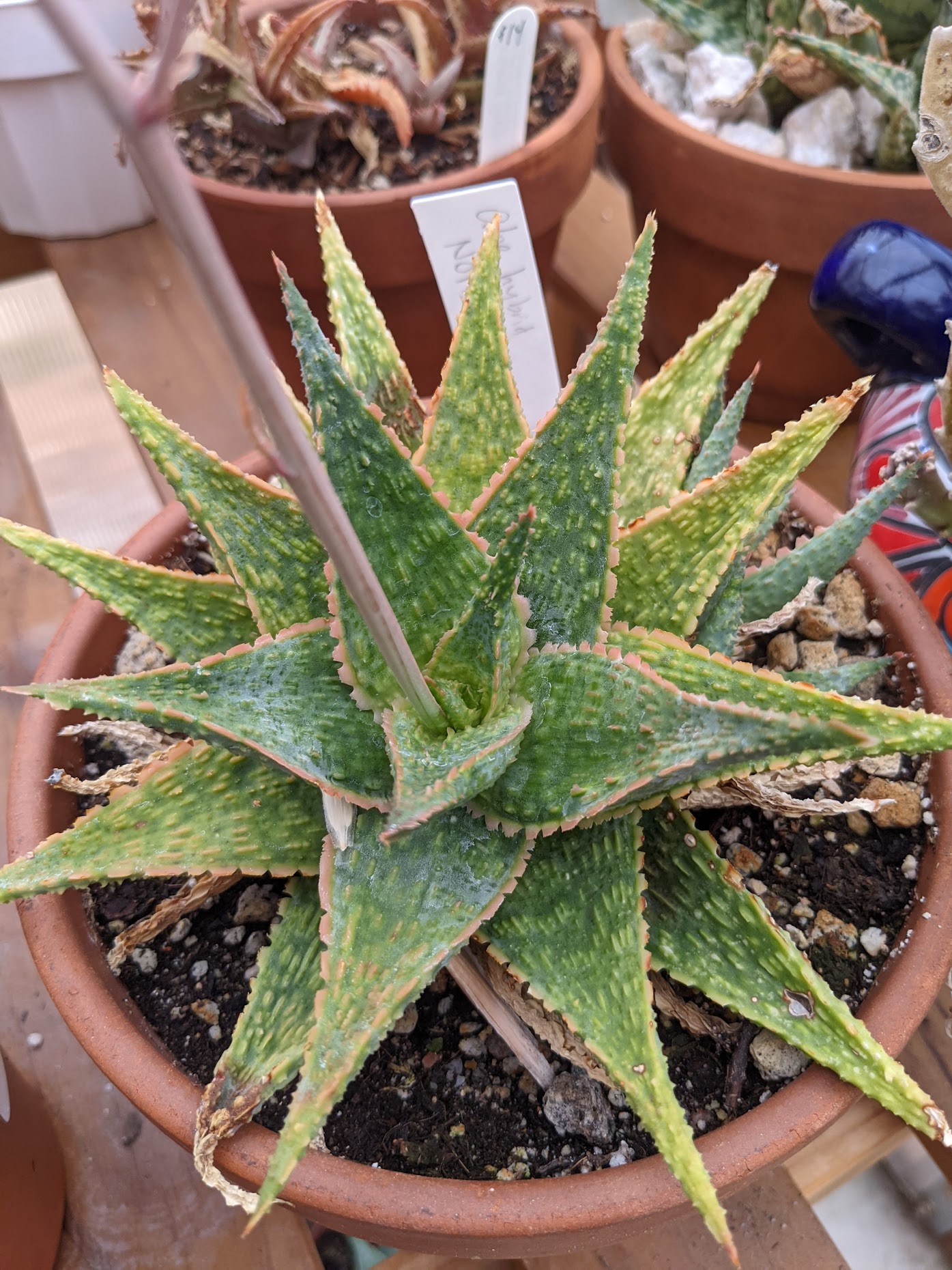 Aloe hybrid NOID