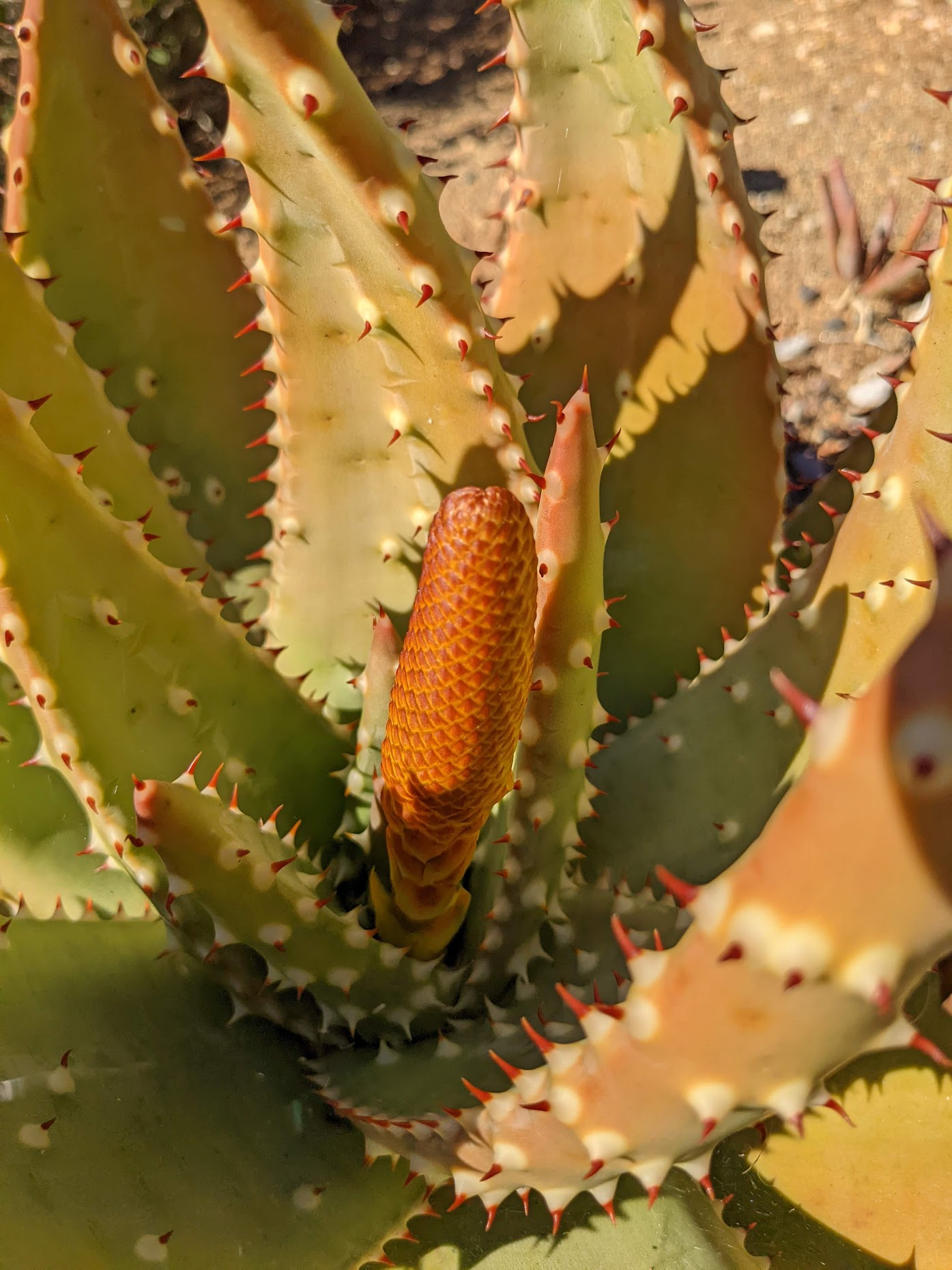 aloe aculeata