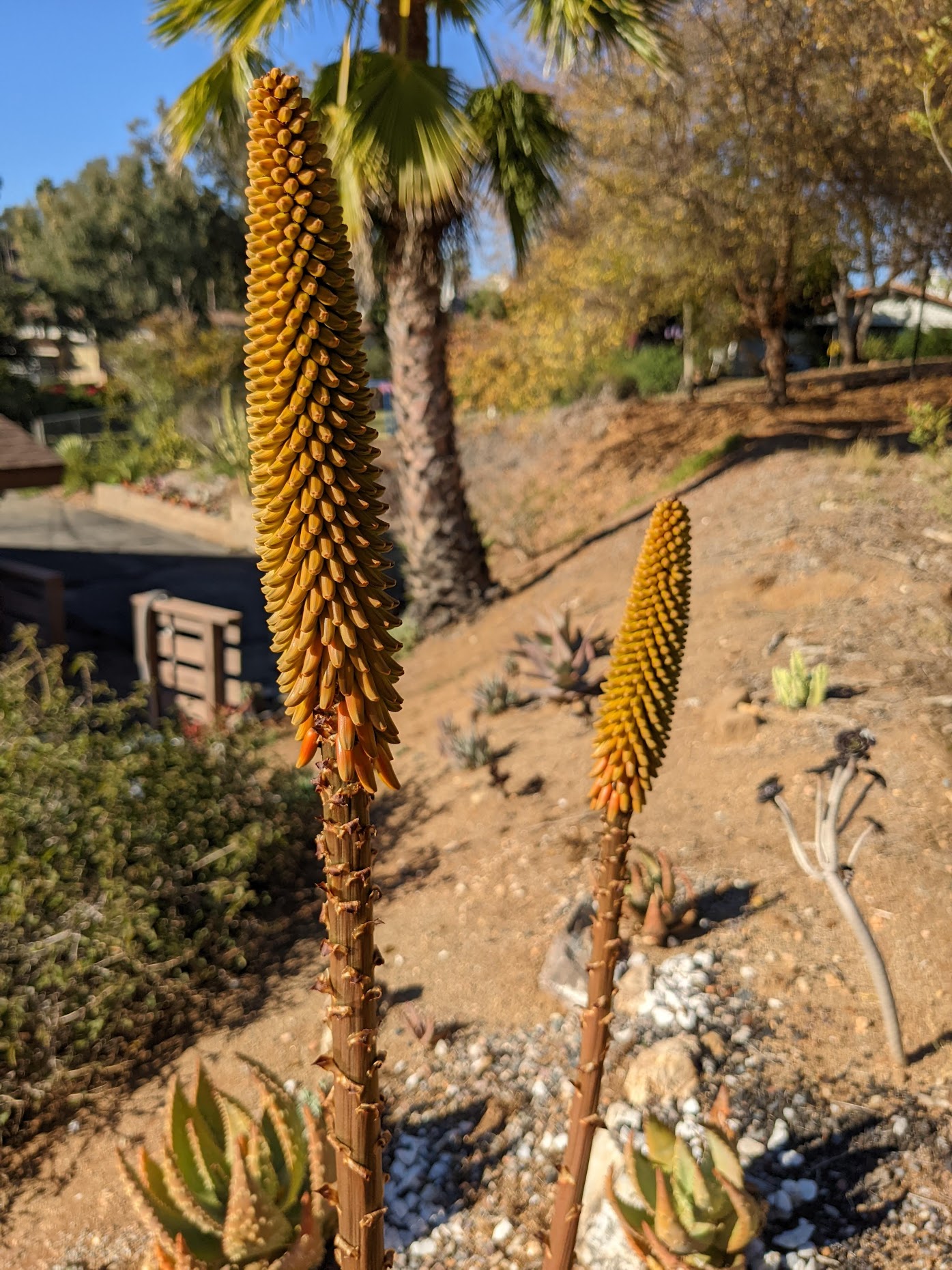 aloe aculeata