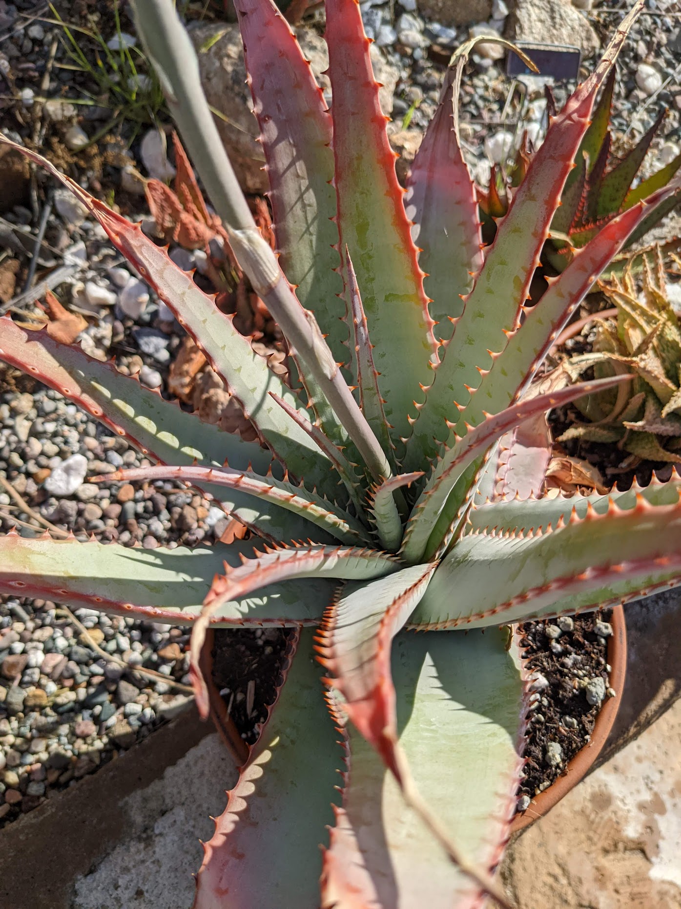 aloe suprafoliata