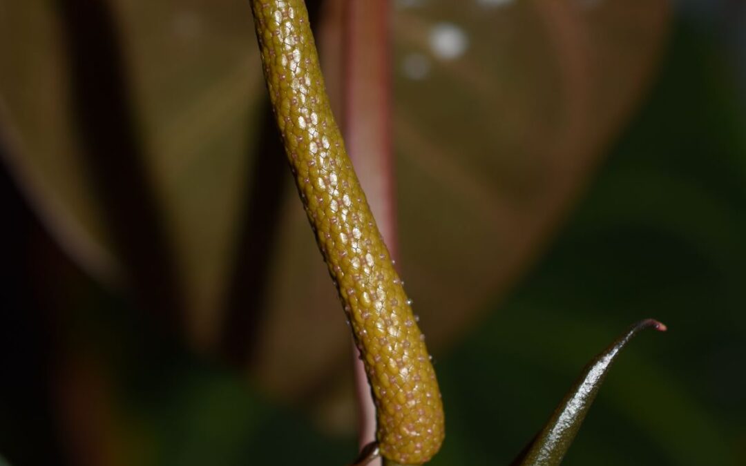 Velvet Leaf Anthurium Flowering Stages – (Nearly) Everything You Should Know