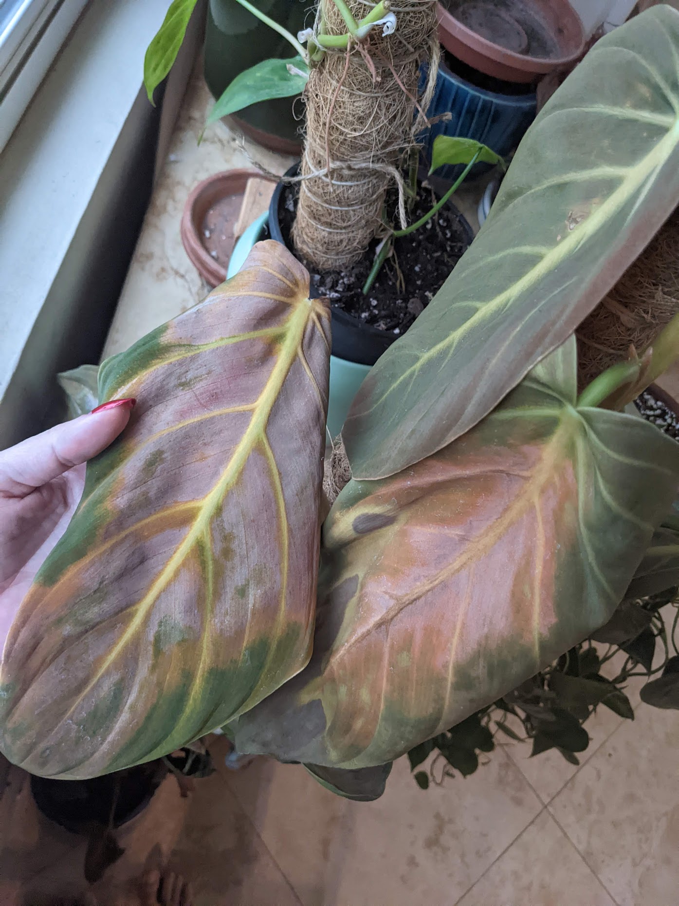 Philodendron gigas cold damage