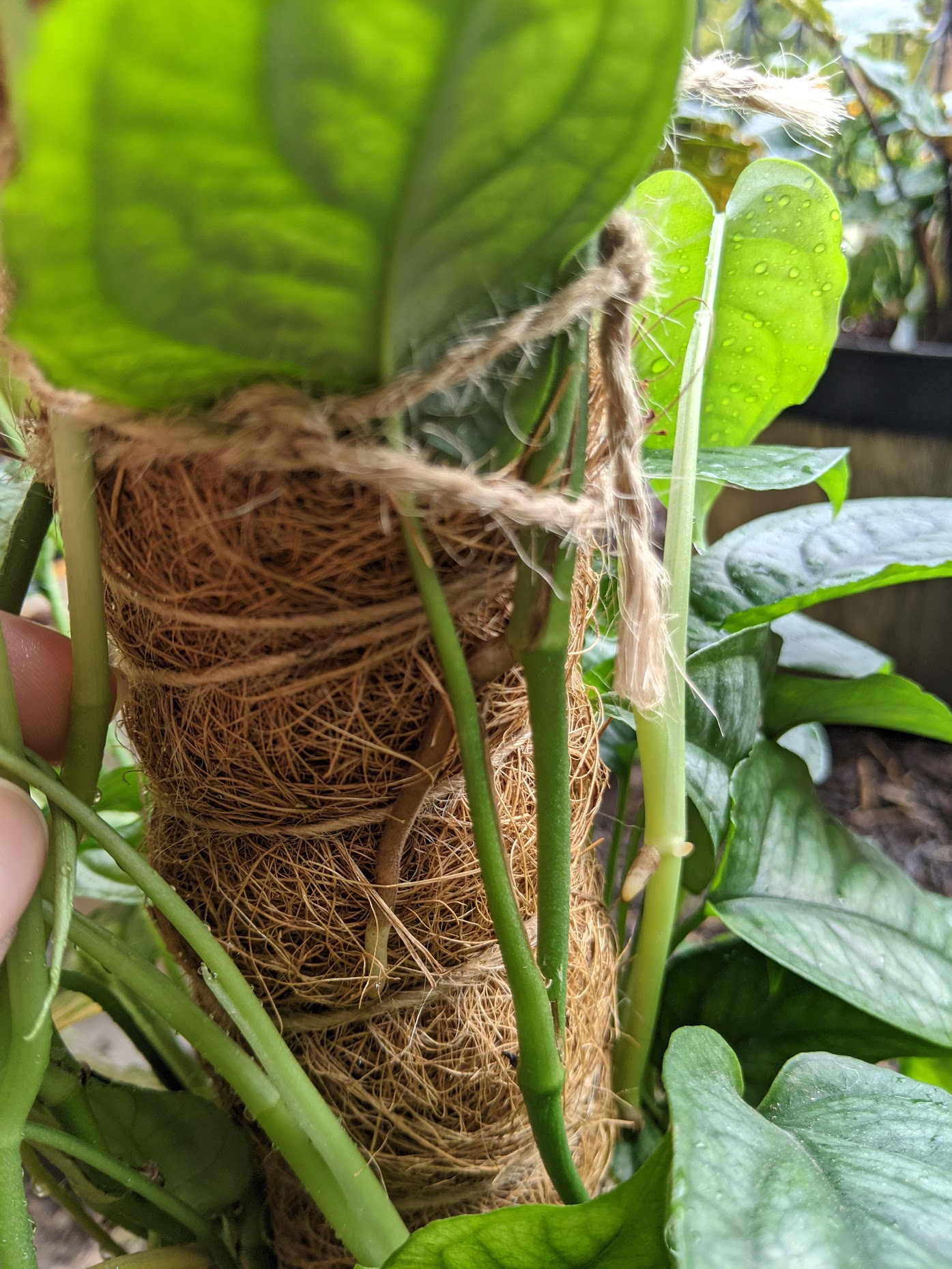 silte grab Aerial roots