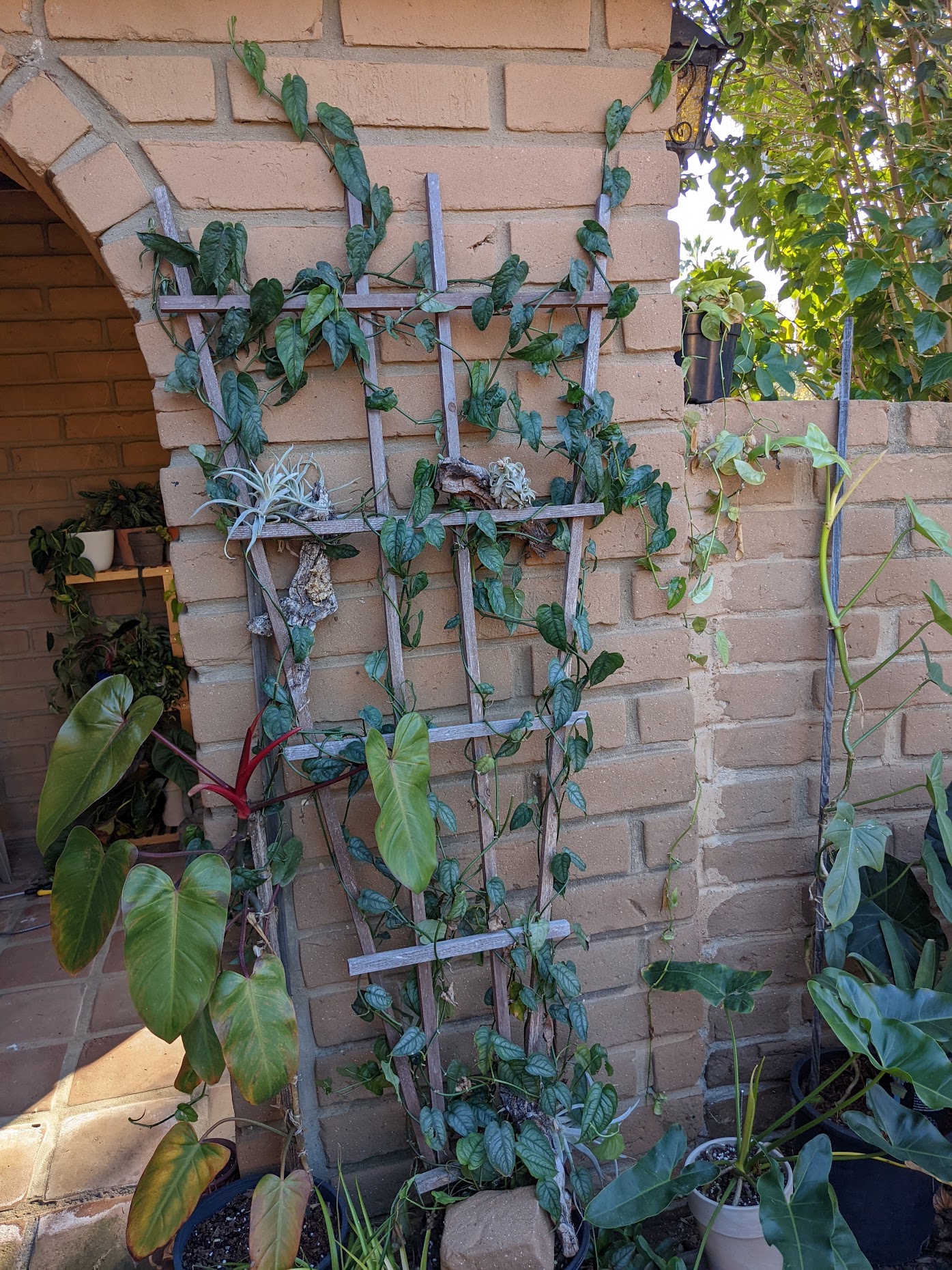 silte jan 22 2 monstera siltepecana