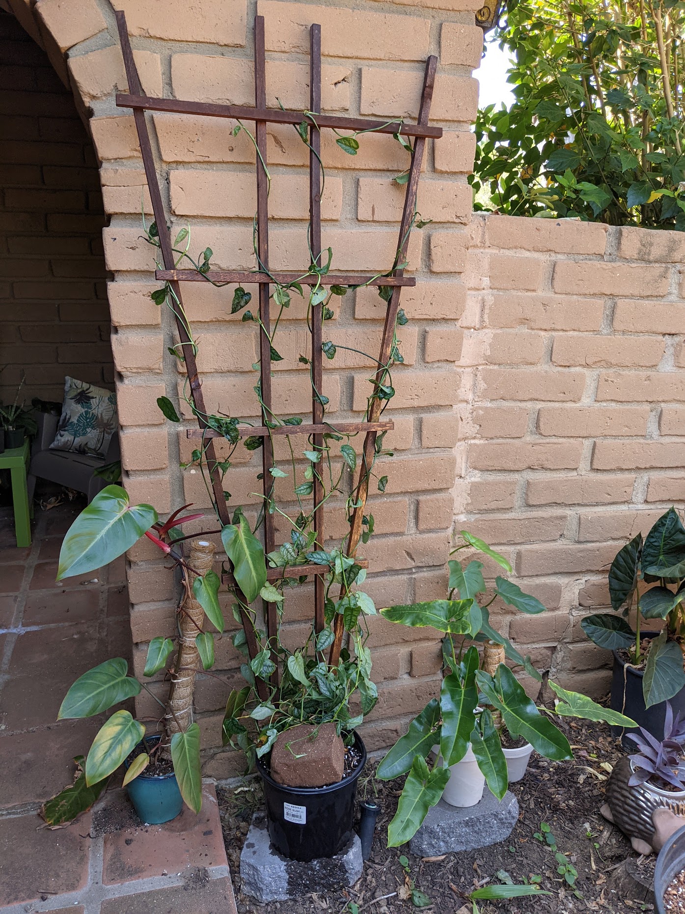 silte july 21 Monstera siltepecana