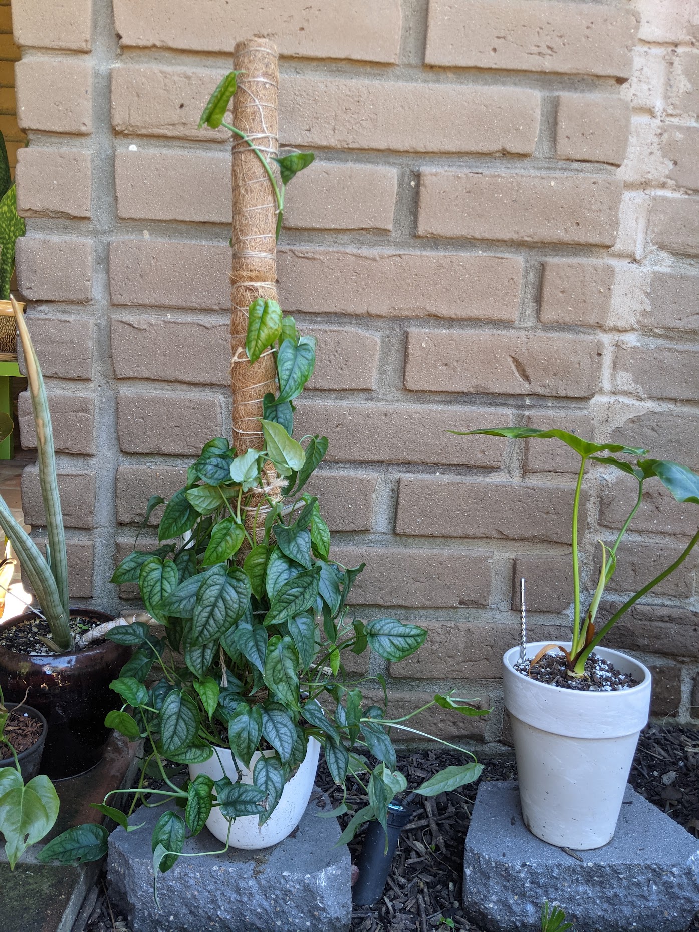 silte march 21 monstera siltepecana