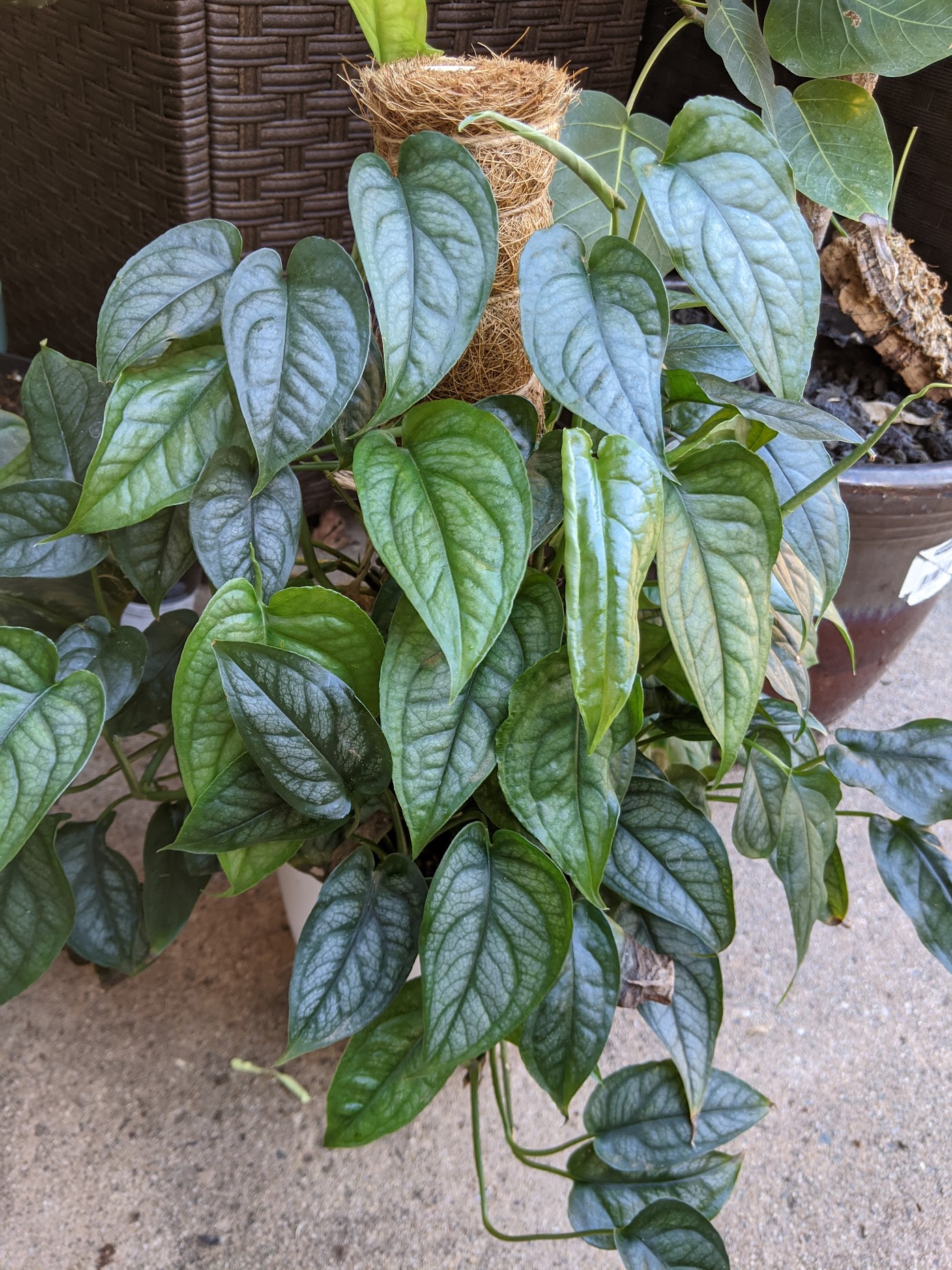 silte nov 20 Monstera siltepecana growth