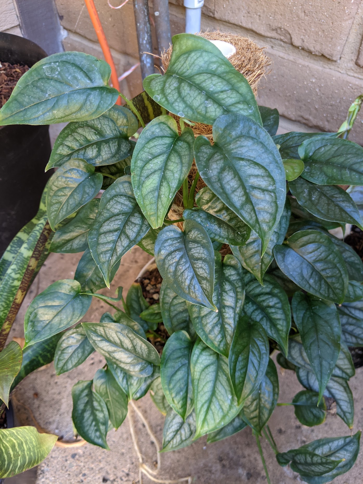 silte oct 2020 monstera siltepecana growth