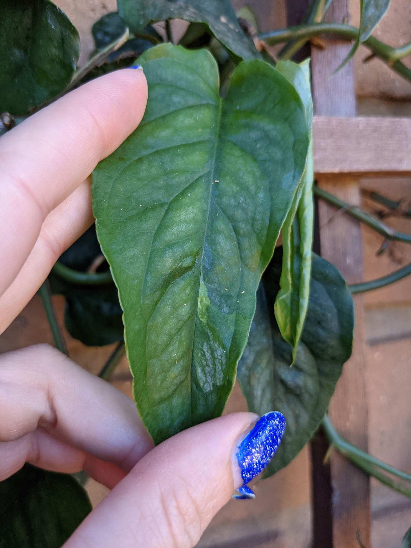 siltepecana sport variegated siltepecana