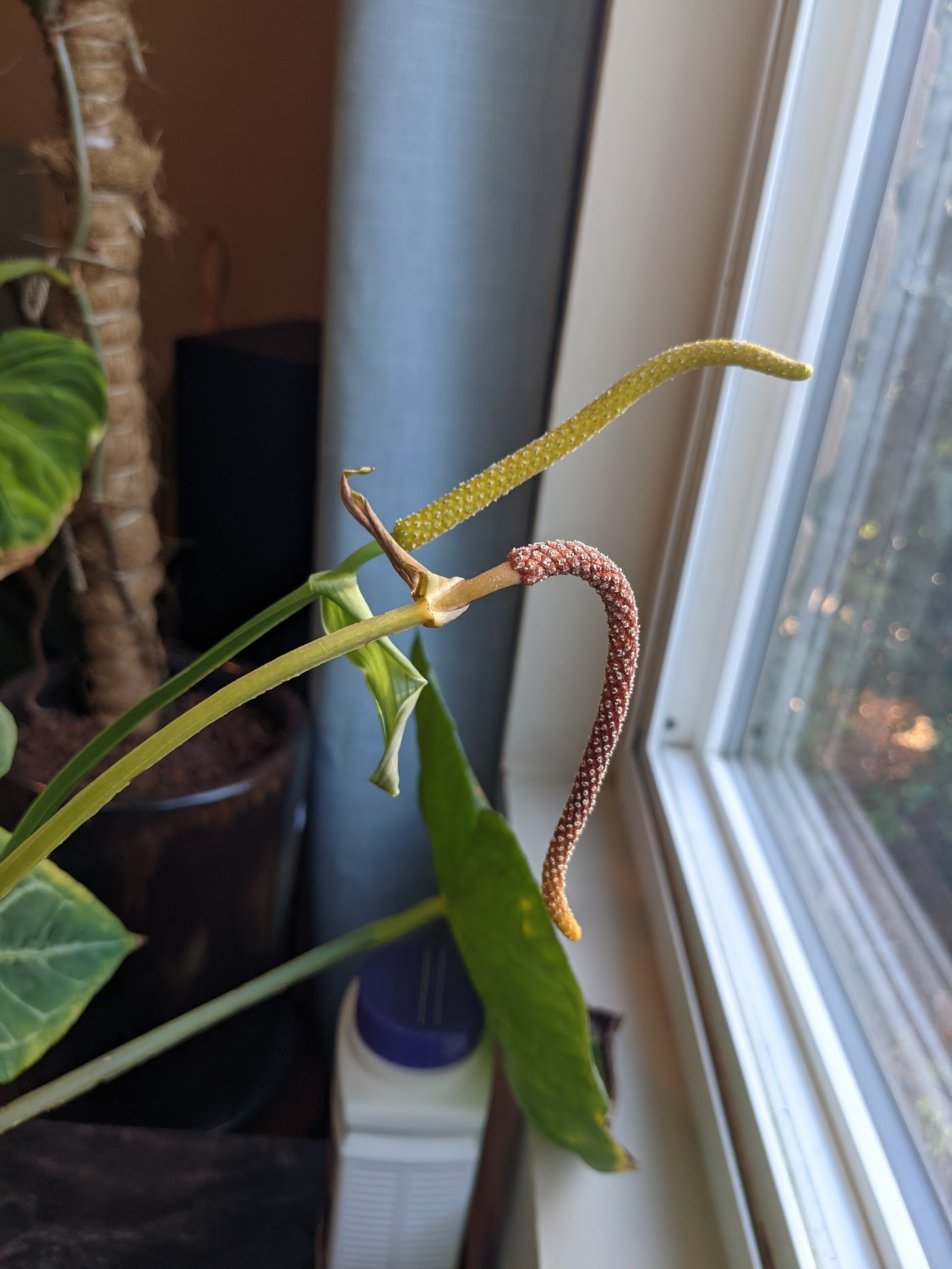 anthurium magnificum flowers